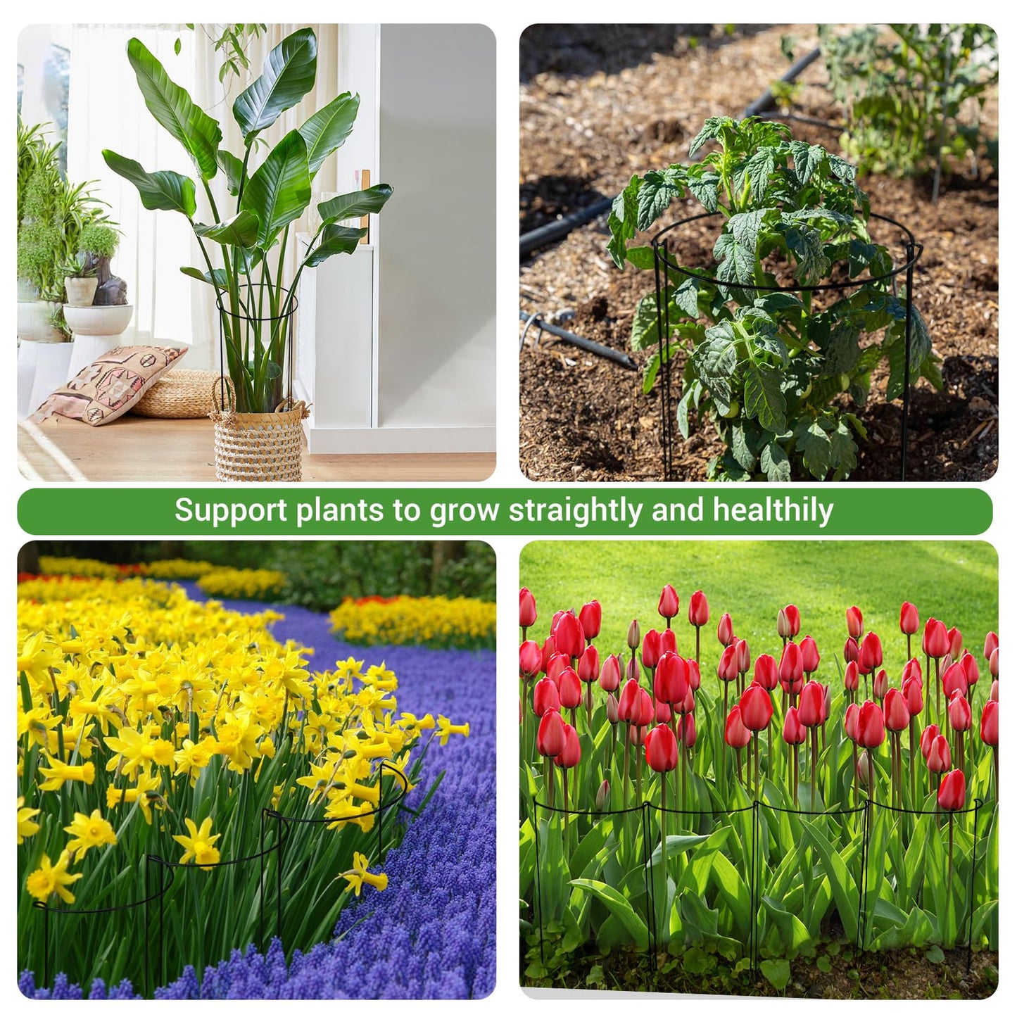 Kikhope Plant Support Stakes, 8 Pack Metal Garden Stakes Plant Cage, Half Round Peony Support Cage, Border Support, Plant Support Rings for Outdoor Indoor Plants, Vegetable, Flowers (9.8" W x 15.7" H)