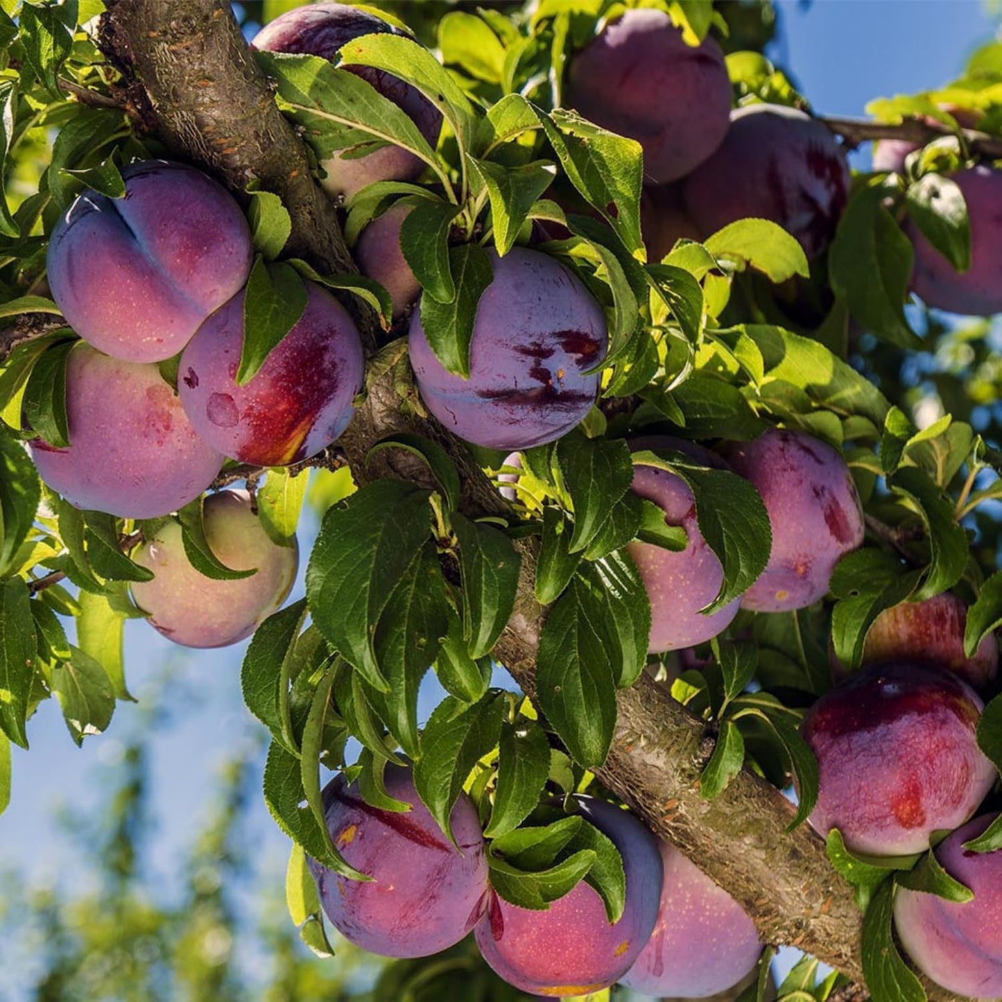 Plum Fruit Tree Seeds for Planting - 5 Seeds Plum Tree Seeds Non GMO & Heirloom Seeds, Popular Outdoor Tree or Bonsai Great Home Garden Gift