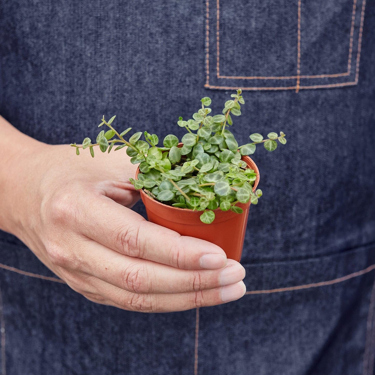 Peperomia Prostrata 'String of Turtles' | Live Plant for Indoor & Outdoor | for Living Room, Office, Bathroom | (4" Pot)