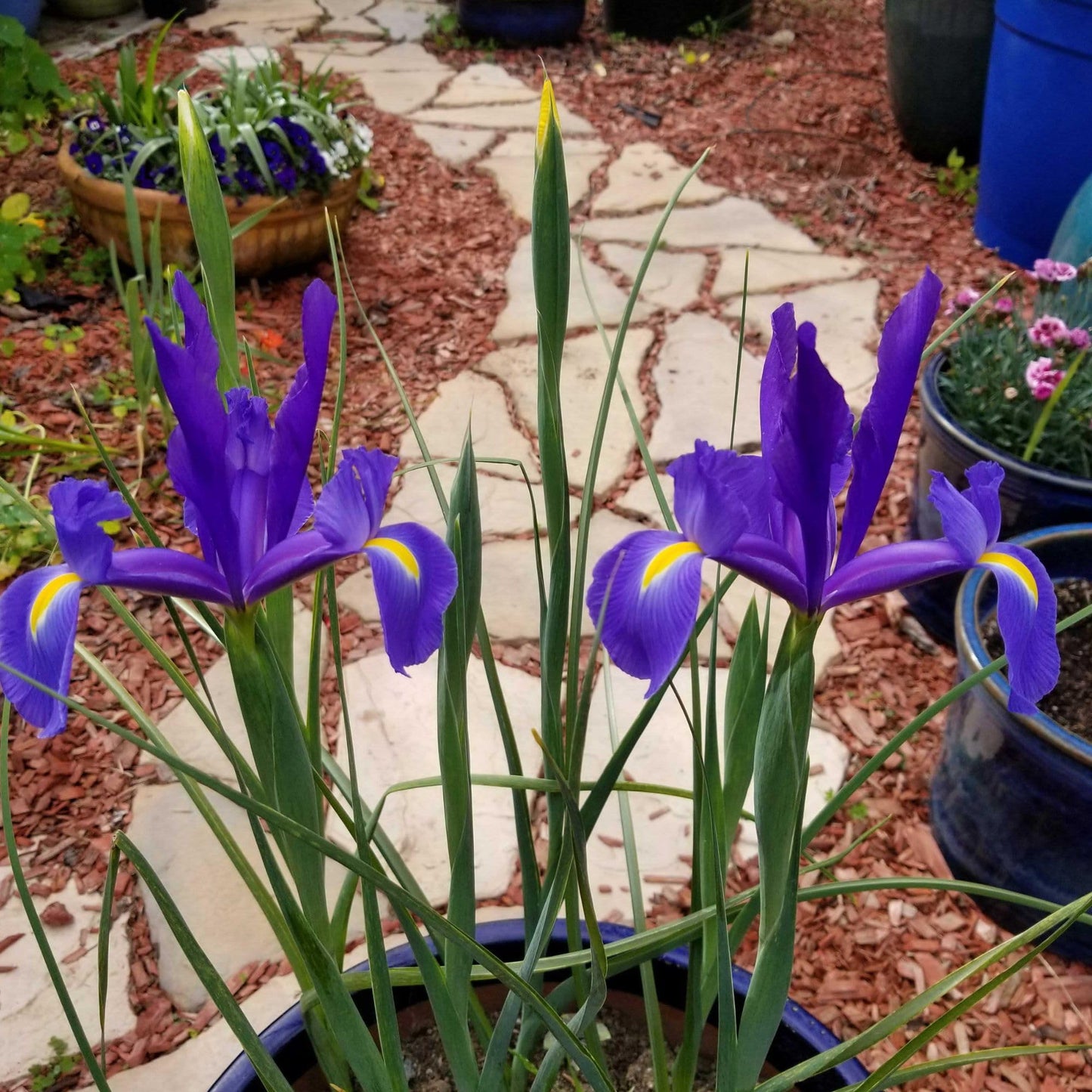 Dutch Iris ‘Valentine’ – Top-Size Bulbs for Fall Planting | Rich Indigo-Purple Blooms, Hardy Spring Flower Bulbs Ideal for Borders, Beds, and Cut Arrangements | Easy-to-Grow Dutch Variety