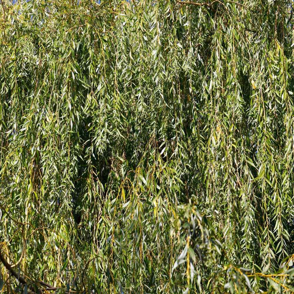 Brighter Blooms - Weeping Willow Tree, 4-5 ft. - No Shipping to AK, AZ, HI