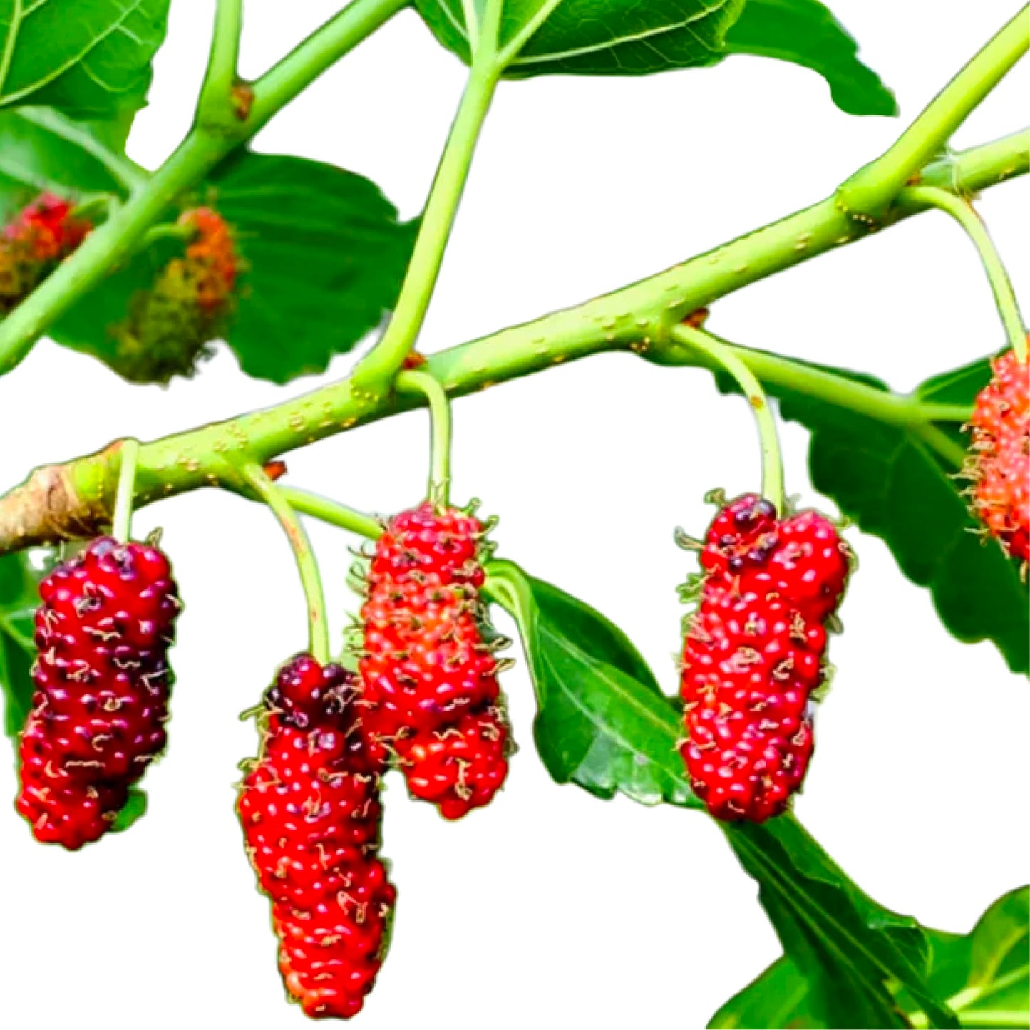 Red Mulberry Tree Live Plant – Native Fruiting Shade Tree with Green Foliage, Fast Growing Landscape Tree, Edible Fruit Producer, Cold Hardy, USDA Zones 4–9 (3 Gallon/Potted)