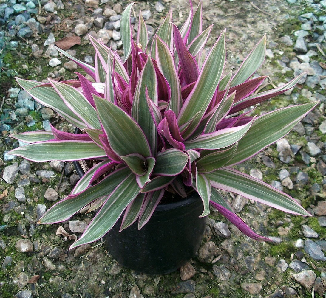 Tricolor Moses in The Cradle Plant -Rhoeo spathacea Tricolor - 2.5" Pot