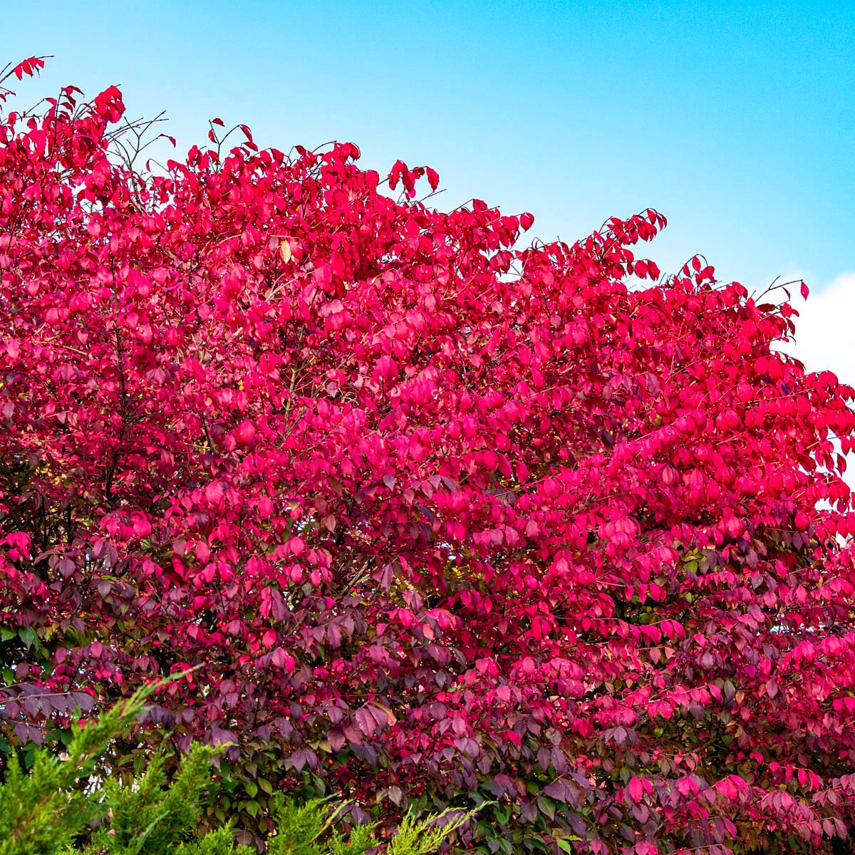 Burning Bush (Euonymus), Dormant Bare Root Shrub, Green Foliage Turns Red in Fall, 2 to 3 feet Tall (1-Pack), Due to State restrictions we Can't Ship to MA, MD, ME, MN, NH, NY, VT, WI