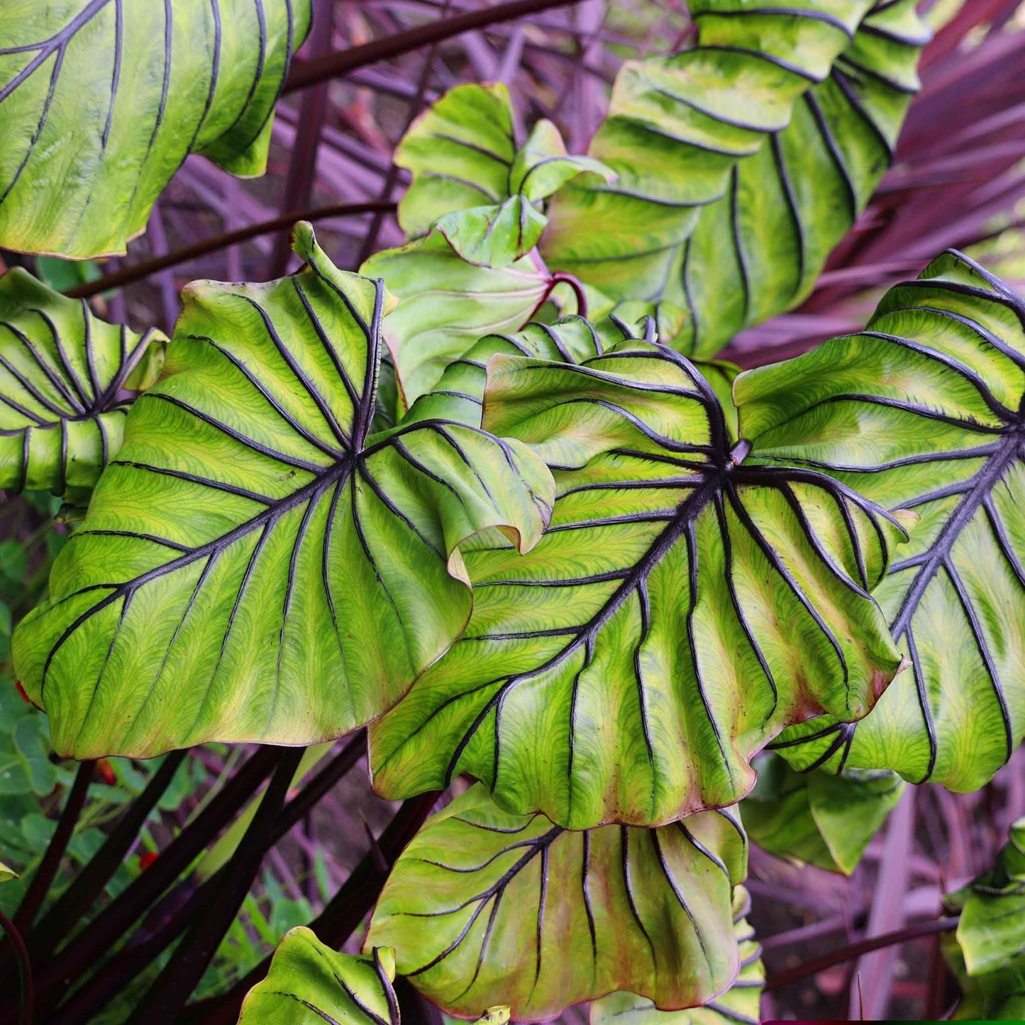Eden Brothers Elephant Ear Bulbs - Pharoah's Mask