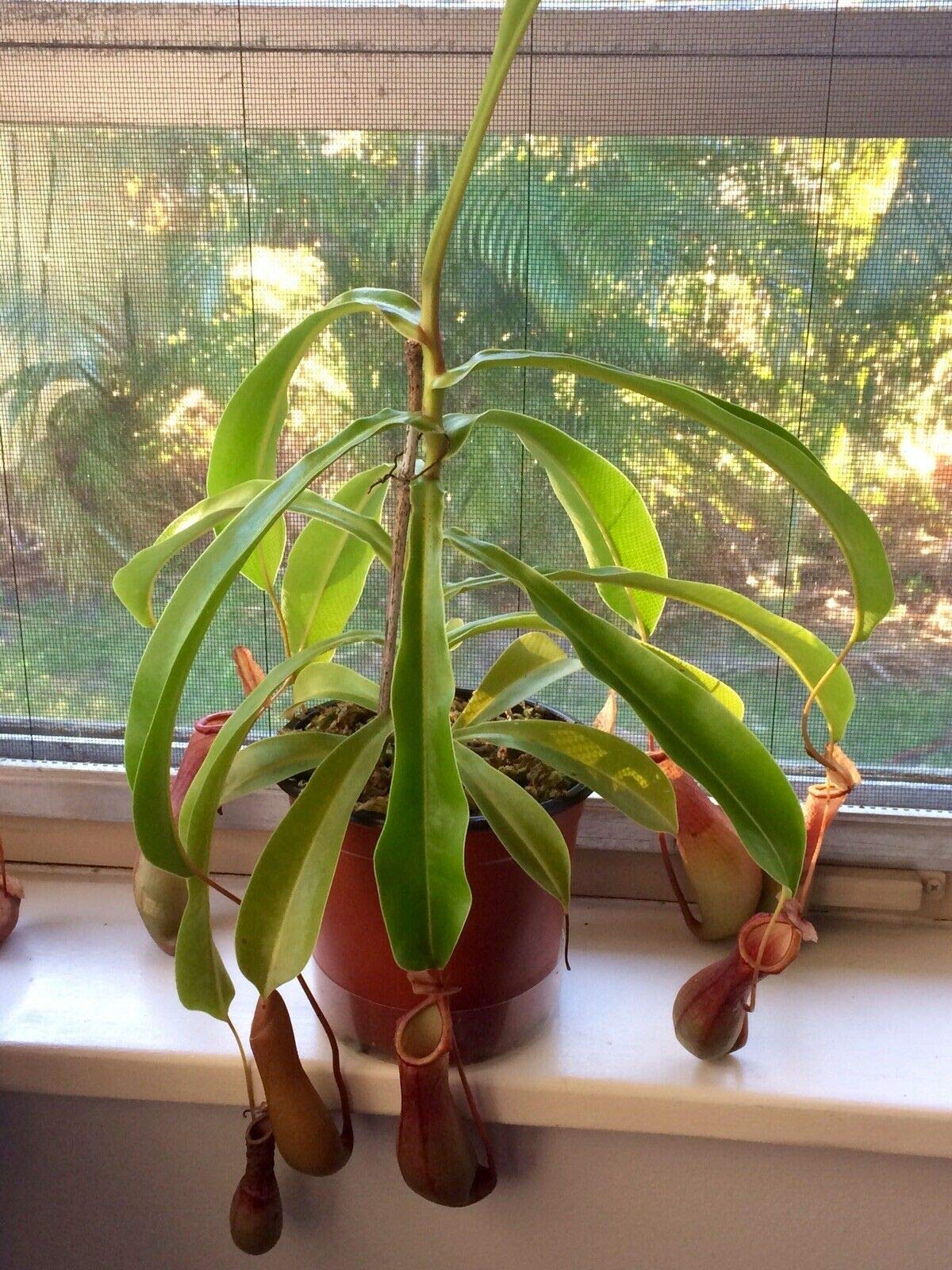 Live Carnivorous Pitcher Plant Nepenthes Alata - 3" Potted