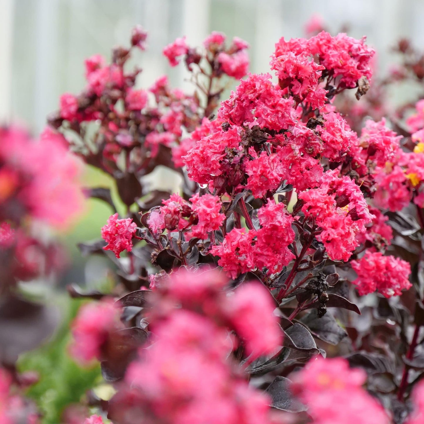 Proven Winners Center Stage Pink Crapemyrtle (Lagerstroemia Indica) Live Plant, 4.5" Qt
