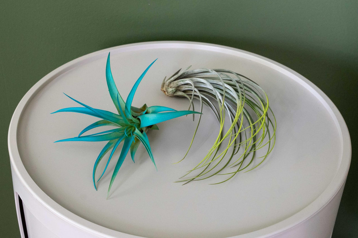 Colorful Mini Tillandsia Xerographica Air Plants in Custom Vibrant Tones - (Citrus, Pack of 3)