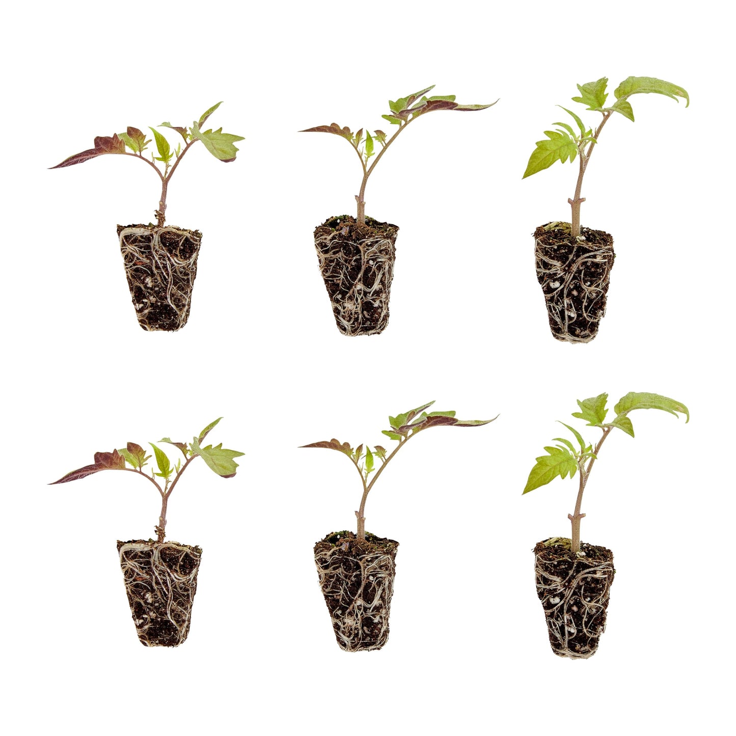 Bonnie Plants Roma Tomato Plugs, Live Plants, Ideal for Raised Beds and In-Ground Gardens, Paste Tomato Good for Fresh Eating, Cooking, and Preserving, 3 Cubic in., 6-Pack