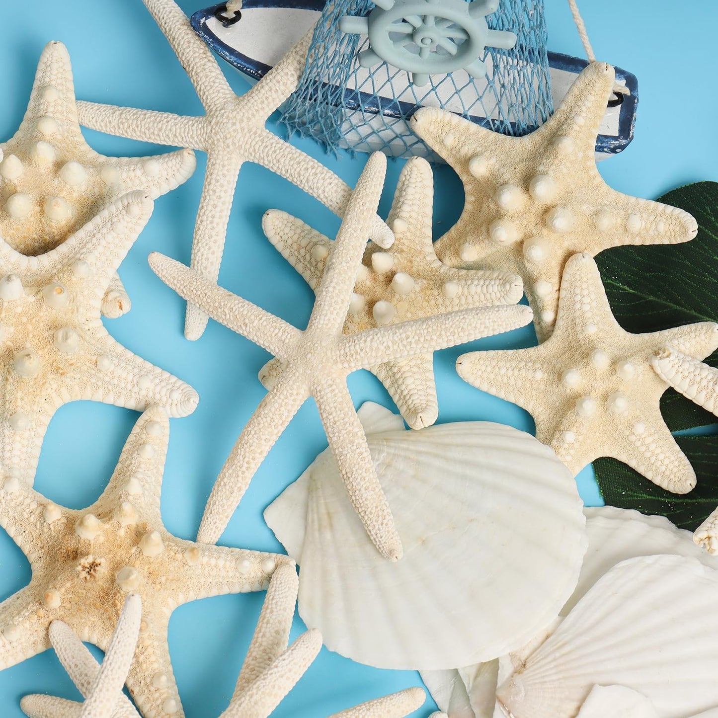 HAPYSHOOP 16 Pieces Starfish and Scallop Shells for Crafts 2.6"-3.8" Large Seashells Natural Sea Shells for Crafts Christmas Decor Beach Party Wedding Fishtank