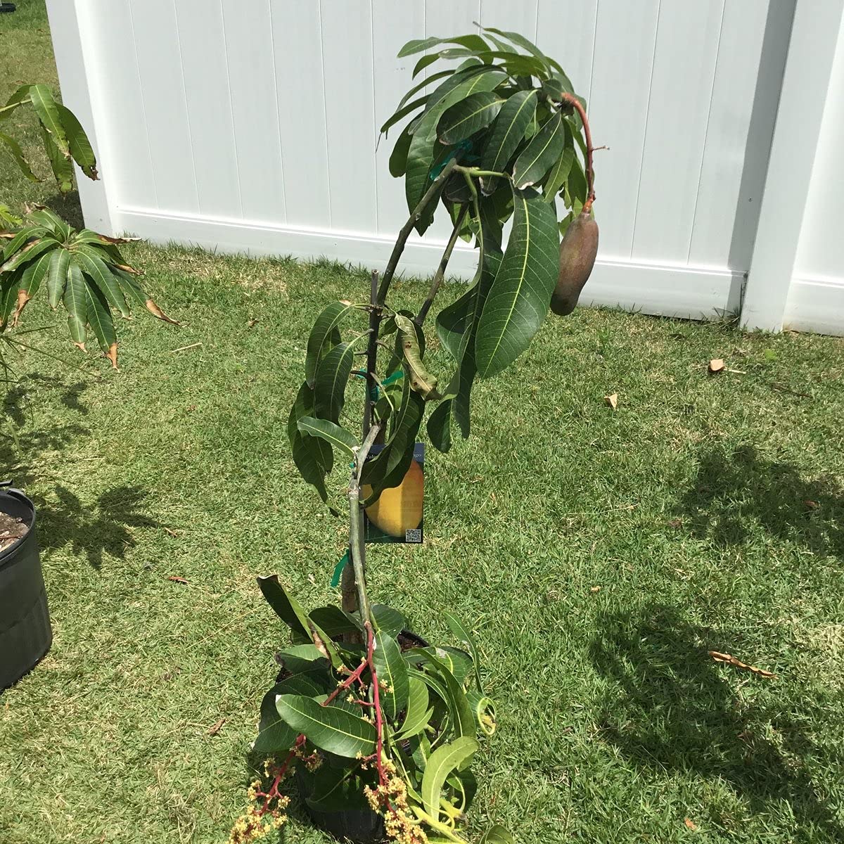 Mango Tree - Live Fruit Tree in a 3 Gallon Pot - Mangifera Indica 'Valencia Pride' - Tropical Edible Fruit Bearing Tree