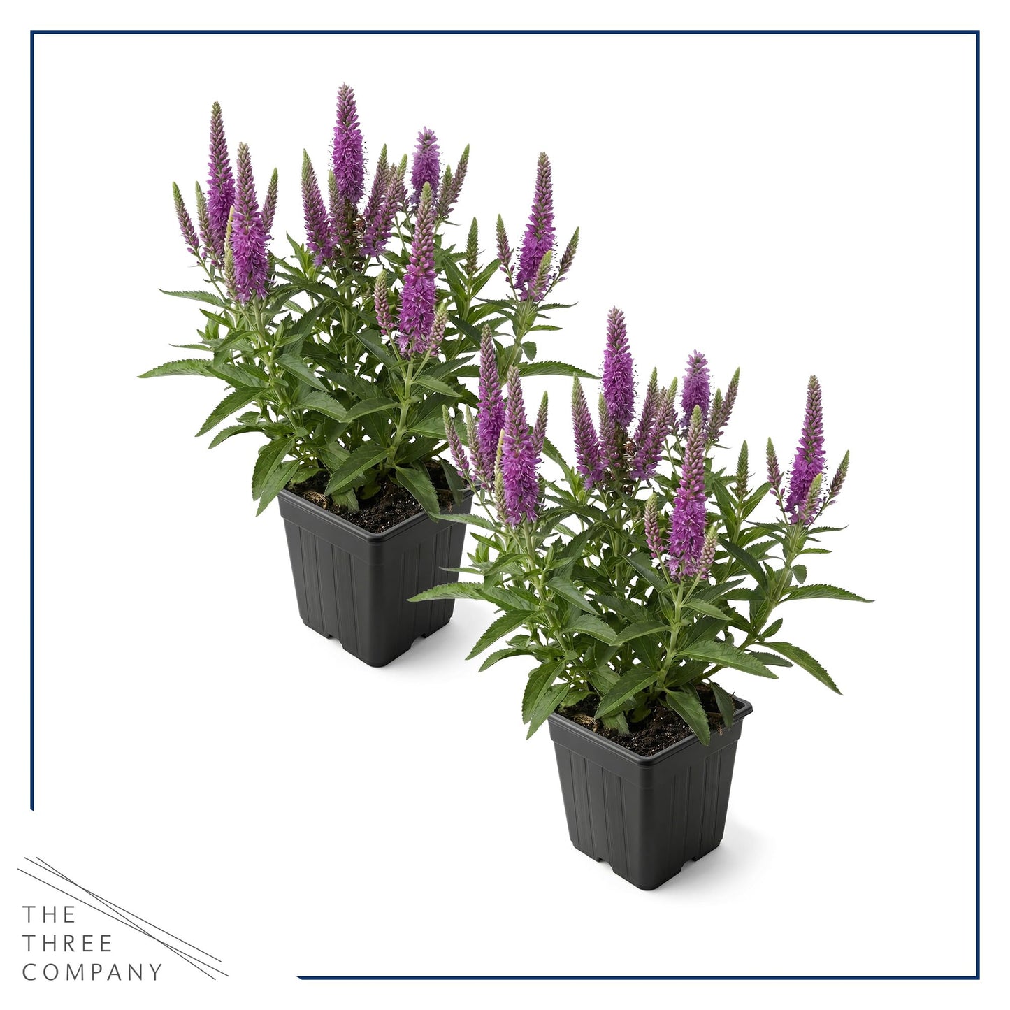 Live Veronica Speedwell 2-Pack – Skyward Lilac – Upright Sun Perennial, Pollinator Friendly, 10” Tall, 1 Qt Pot