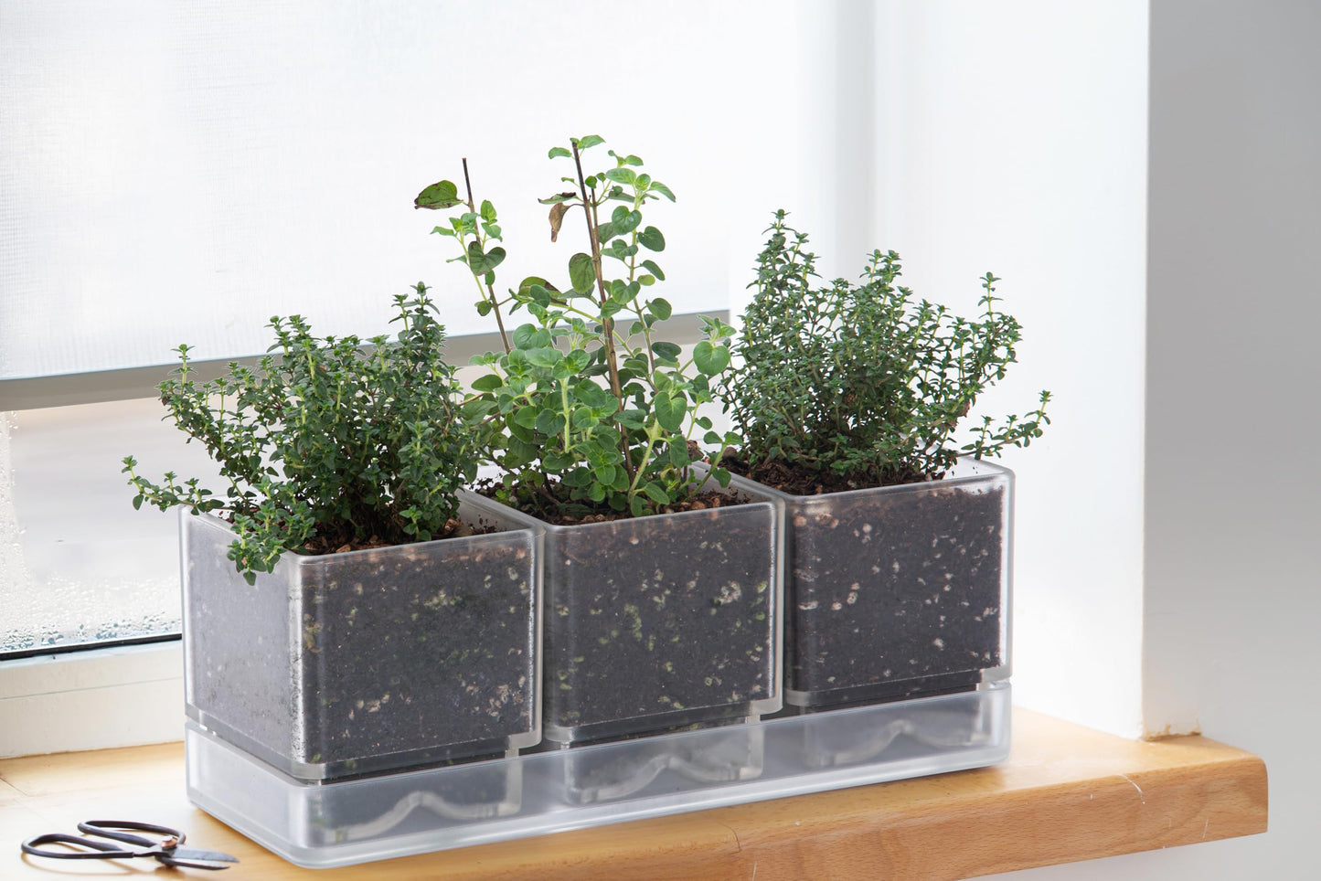 D'vine Dev Herb Garden Planter Set, Acrylic Plant Pots with Drainage and Saucer, Indoor Succulent Cactus Vegetable Pot for Windowsill, Garden Balcony, Clear, Set of 2, 76-V-D-2