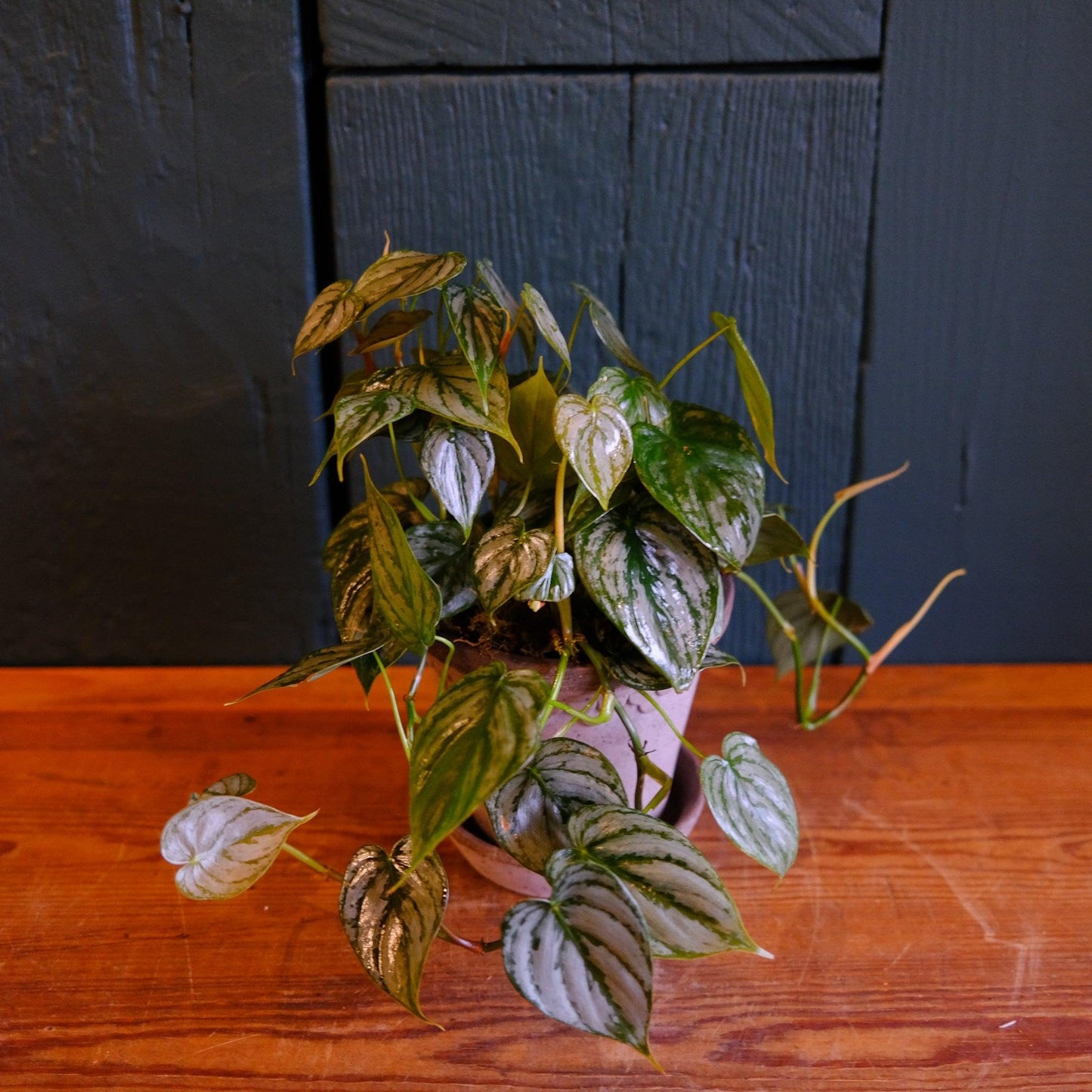 RedCrocus - RedCrocus Brandi' Philodendron Indoor Plant - Glossy, Broad Green Foliage, Pet Toxic, Easy Care, Container & Indoor Friendly, Shaded Gardens 6" Pot