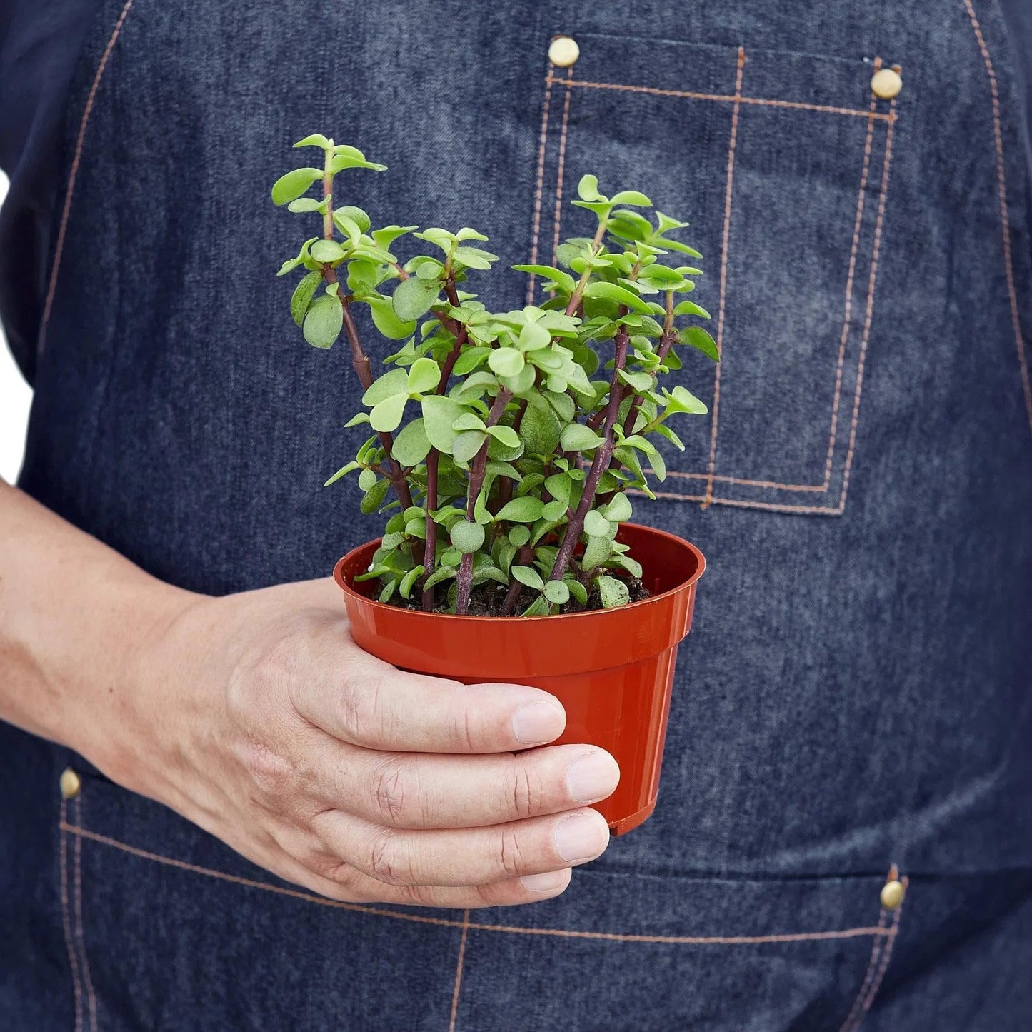 Succulent 'Elephant Bush' | Live Plant for Indoor & Outdoor | for Living Room, Office, Bathroom | (4" Pot)