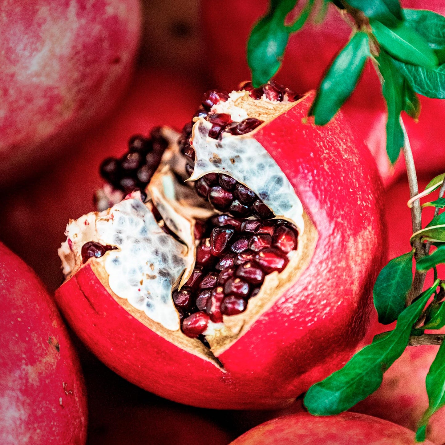 2 Pomegranate Wonderful Trees | Live Saplings in 2.5-inch Nursery Cubes | Punica Granatum 'Wonderful' Variety | Hardy Deciduous Trees and Shrubs | Red Fruit-Bearing Plant