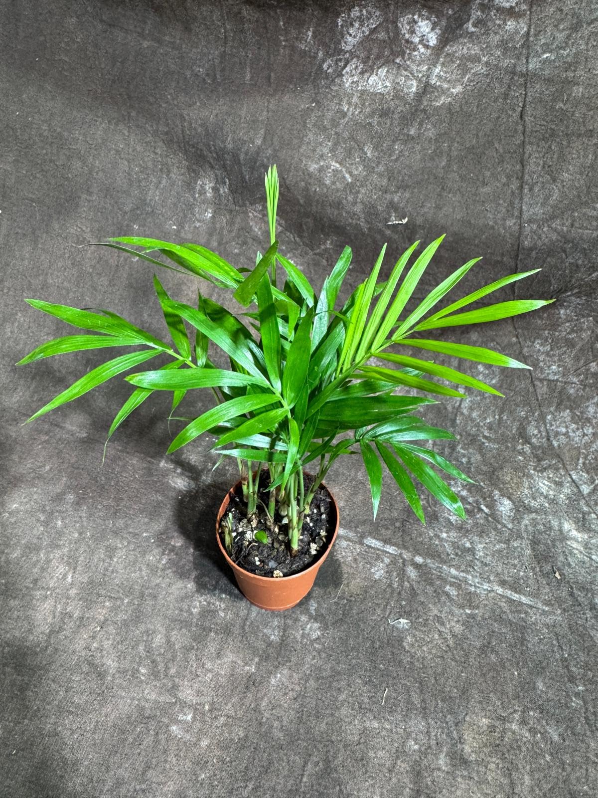 PLANTVERS Neanthe Bella Palm in a 2" Nursery Pot – Chamaedorea Elegans Parlor Palm Plant – Low Maintenance Indoor Air Purifying Plant – Elegant Chamaedorea Houseplant