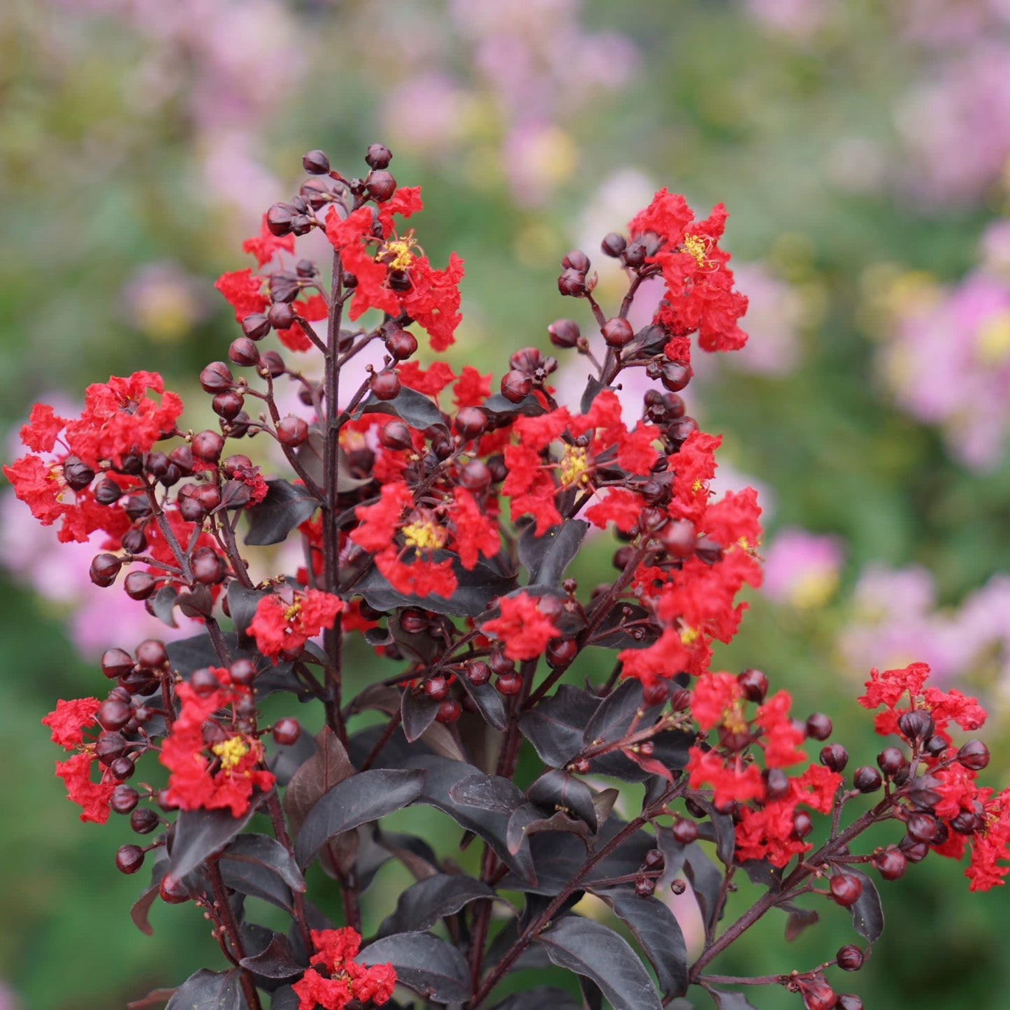 Proven Winners Center Stage Red Crapemyrtle (Lagerstroemia Indica) Live Plant, 4.5" Qt, 4 Pack