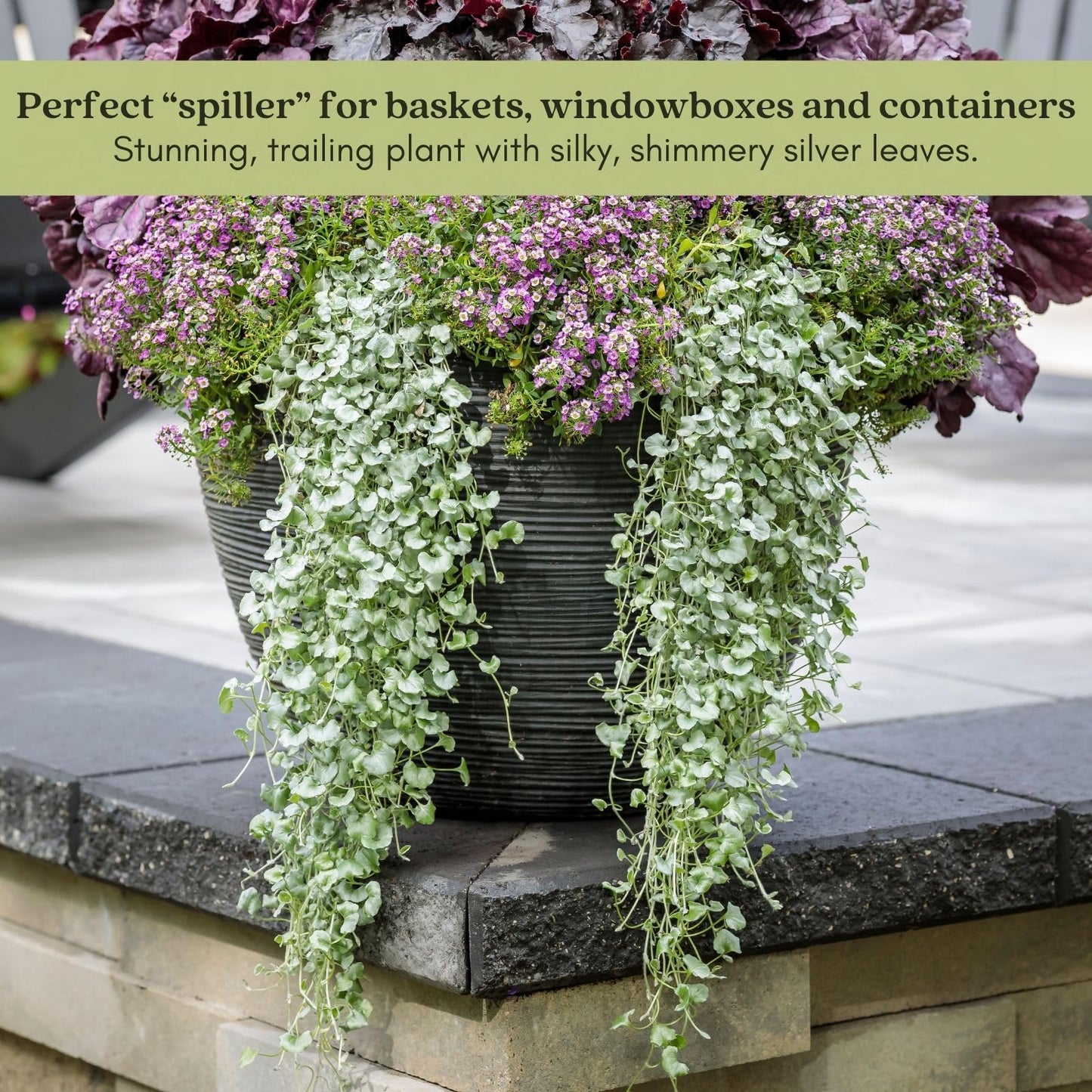 Clovers Garden Dichondra Silver Falls Plants Two (2) Live Plants – Non-GMO - Not Seeds - Each 4" to 8" Tall – in 4" Inch Pots - Heat, Drought Tolerant