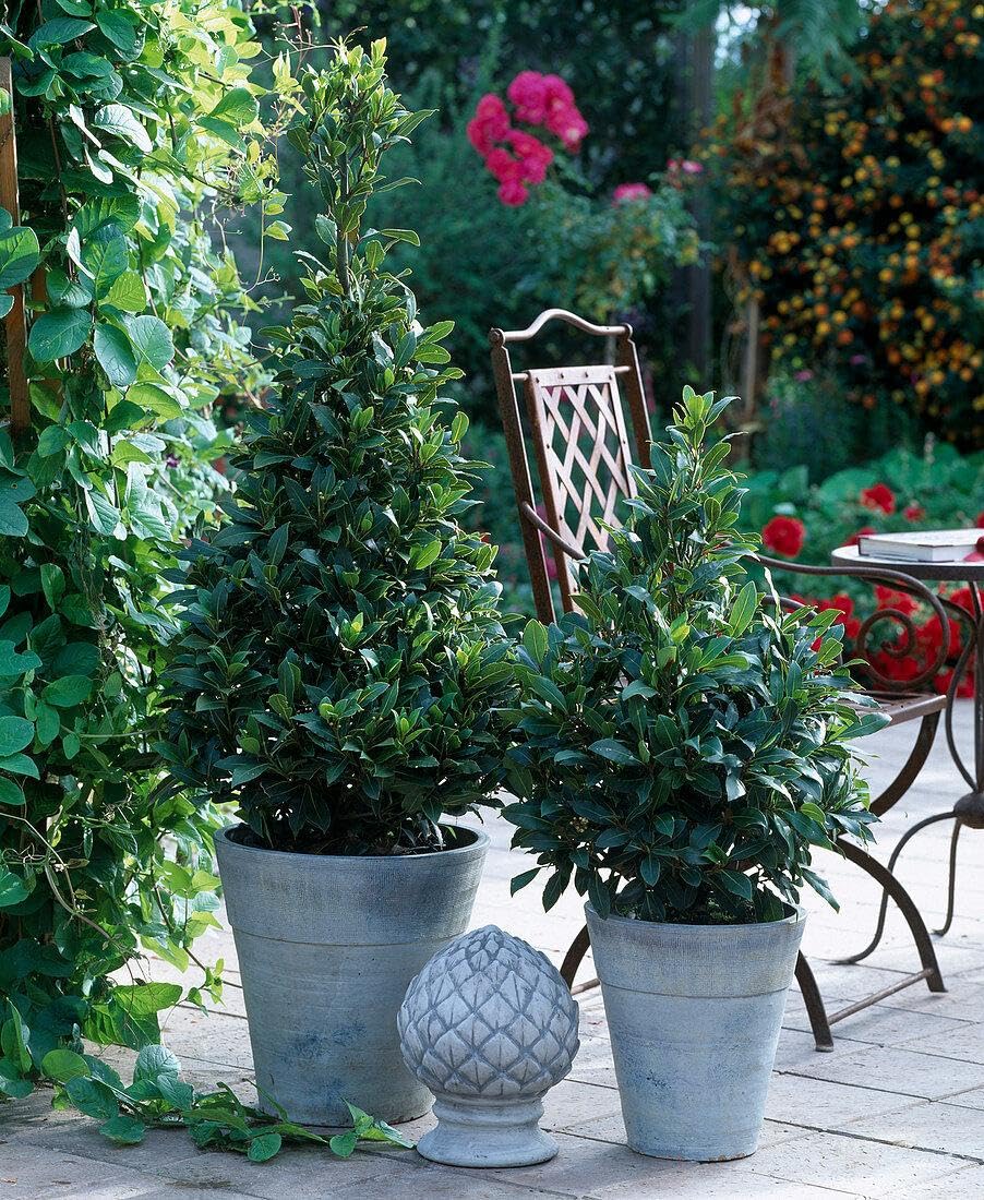 RedCrocus - RedCrocus Bay Laurel Laurus nobilis Tree | Aromatic, Evergreen, Culinary Herb for Gardens & Containers 2 Gallon