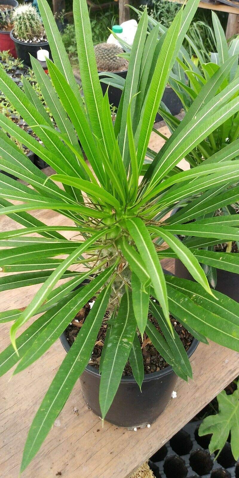 2 Live Madagascar Palm Tree 10" to 12" Plant in Pachypodium Lamerei Cactus