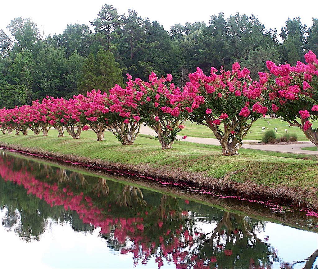 Tonto Crape Myrtle: Vibrant Dark Watermelon Red Blooms on a Fast Growing, Hardy Dwarf Tree, Matures 8-10ft Tall & Wide, Ship 3-4ft Tall Well-Rooted in Pots with Soil, a Southern Classic!