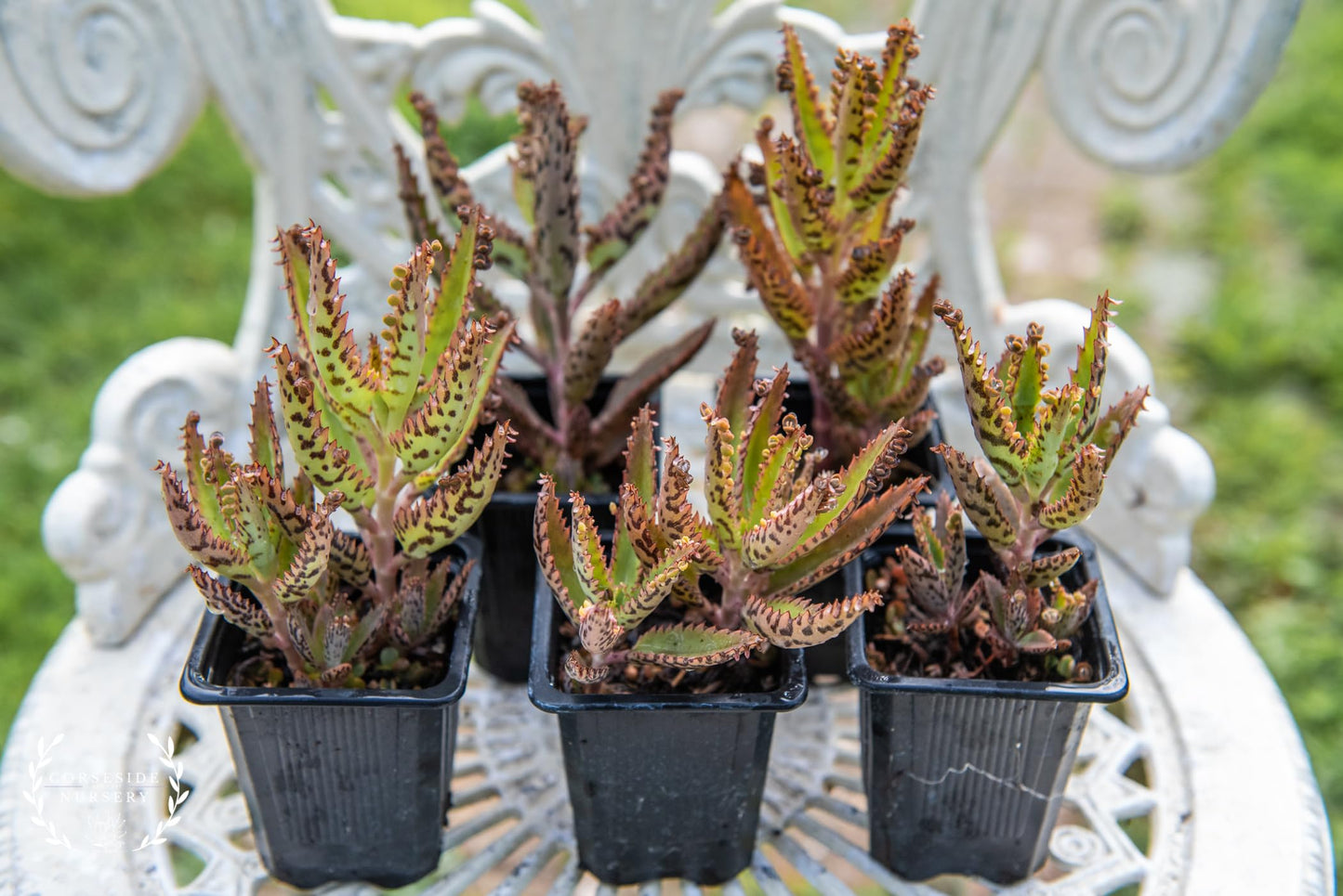 Mothers of Thousands Kalanchoe Live Plant 3" to 5" Tall Starter, Kalanchoe Succulent