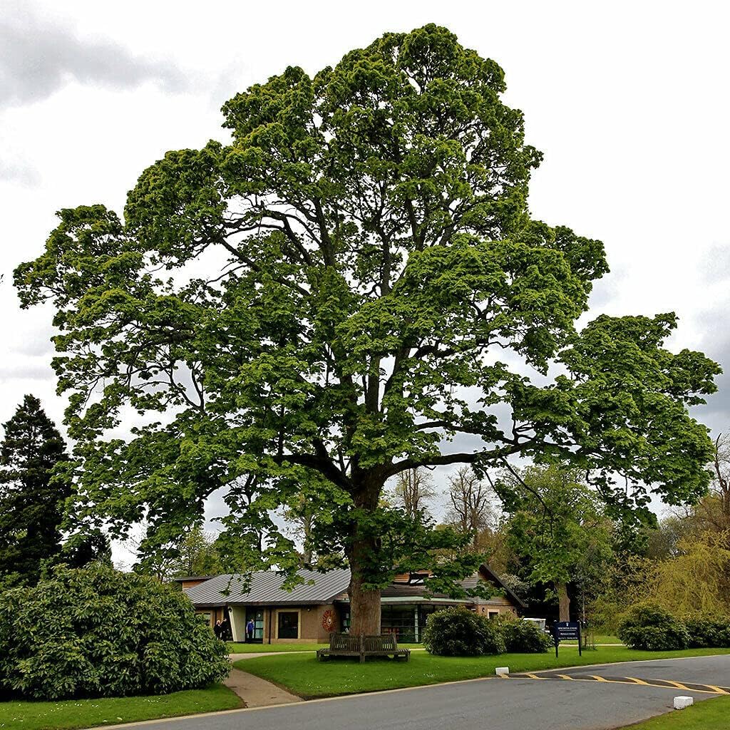 5 American Sycamore Trees - 12-24" Tall Live Plants - Shade Tree Seedlings - Platanus occidentalis - (5 Pack)