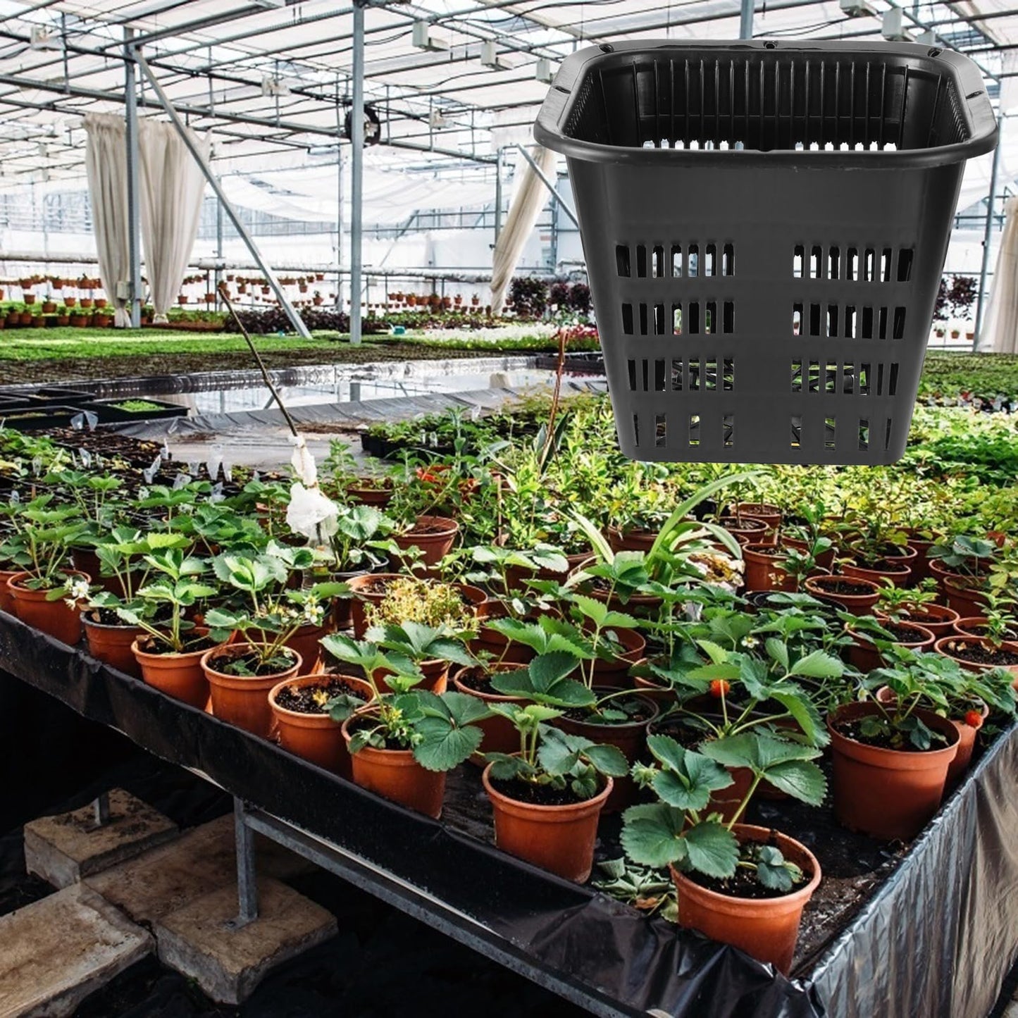 Cabilock 10-Pack 5.5 Inch Square Root-Control Pots – Thickened Plastic Slotted Net Pots for Hydroponics, Air-Pruning Nursery Holder for Orchids, Monsteras & Aroids (Black)