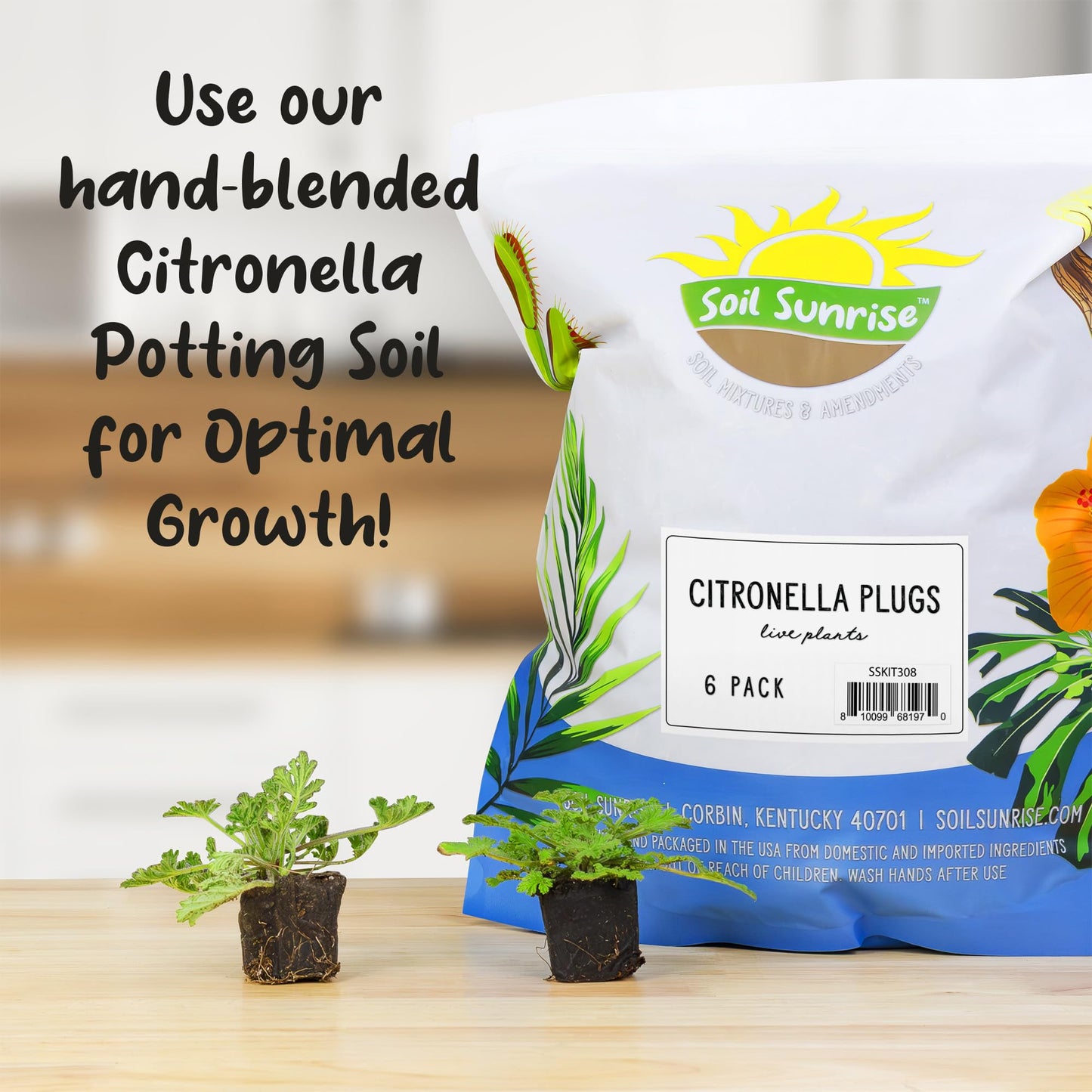 Live Citronella Geranium Plant Plugs (4-Pack), Pelargonium Citronella Scented Seedlings