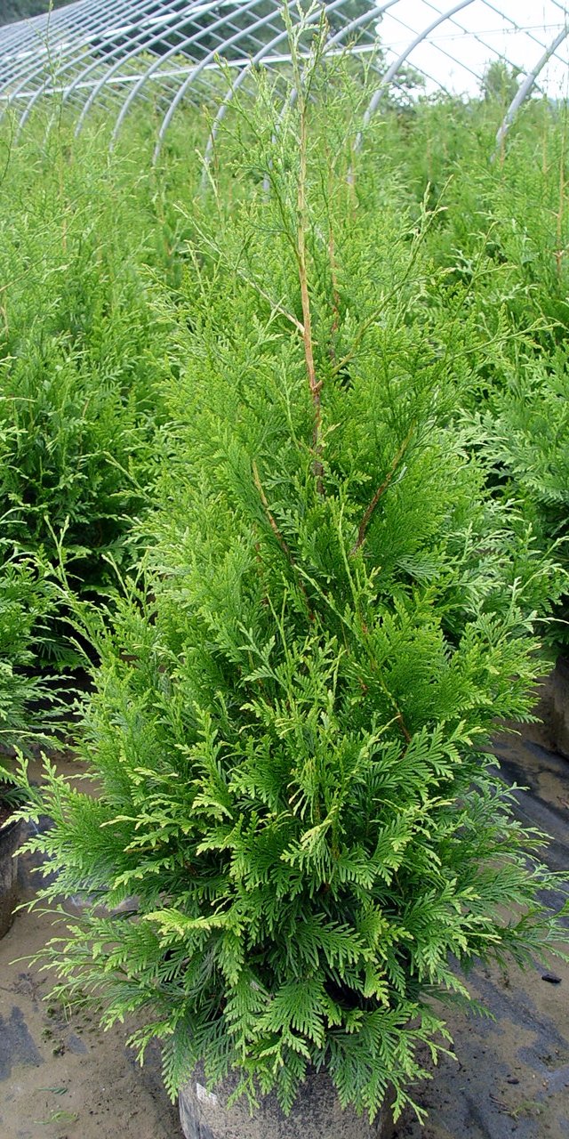 Live Plant Thuja-X Green Giant Evergreen Tree (Western Arborvitae), 3-Gallon Fully Potted Plant from Green Promise Farms