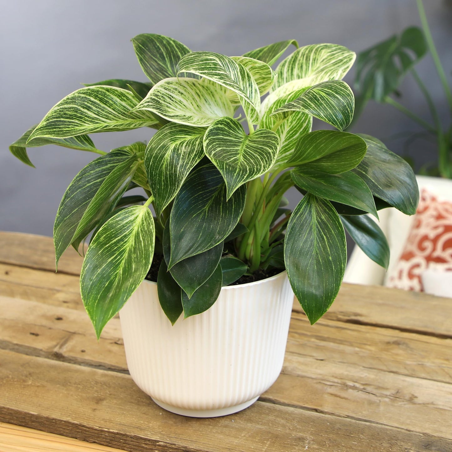 Altman Plants Variegated Philodendron Birkin in 6 Inch White Plastic Planter, Easy Plant Gift & Desk Plant, Real Air Purifying Plants, Philodendron Plant Live Indoor Plants in Indoor Potting Soil Mix