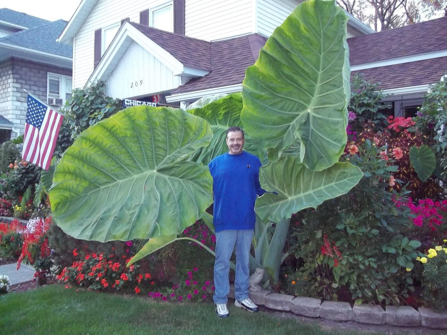 Colocasia Gigantea Thailand Giant - Leucocasia Elephant Ear Aroid Colocasia
