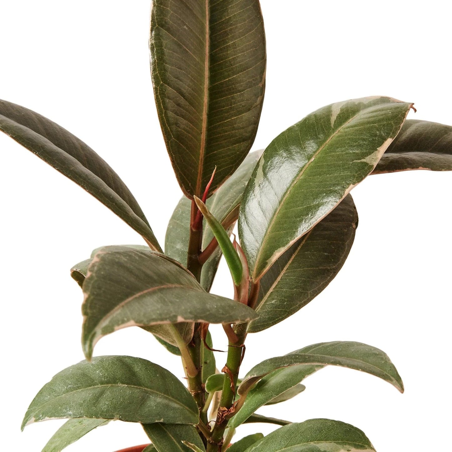 Ficus Elastica 'Tineke' in 4in Pot - Live Plants Tropical Houseplants | Variegated | USA Growers | The Snobby Leaf