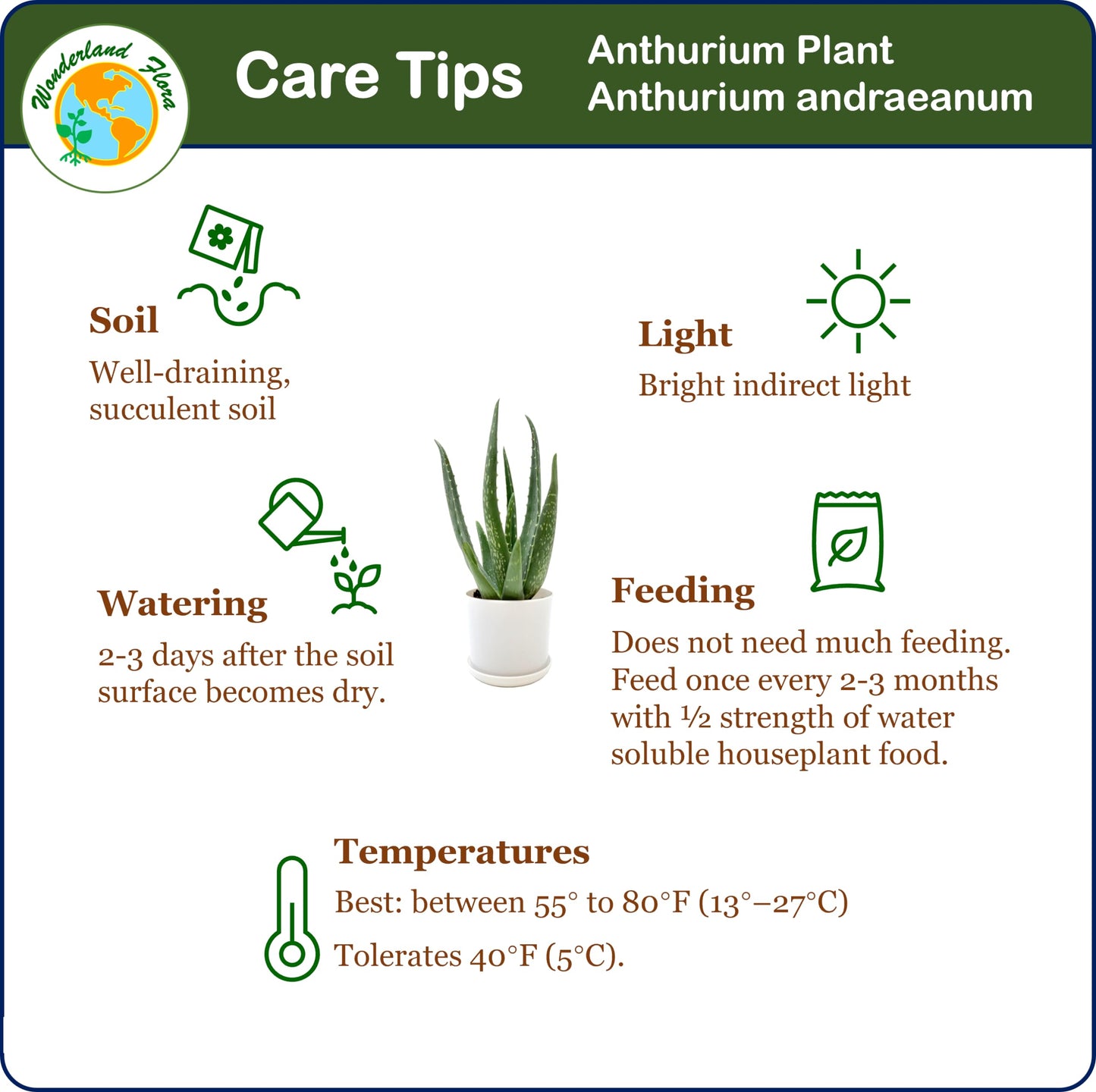 Aloe Vera, Aloe barbadensis, Succulent, 4” Pot