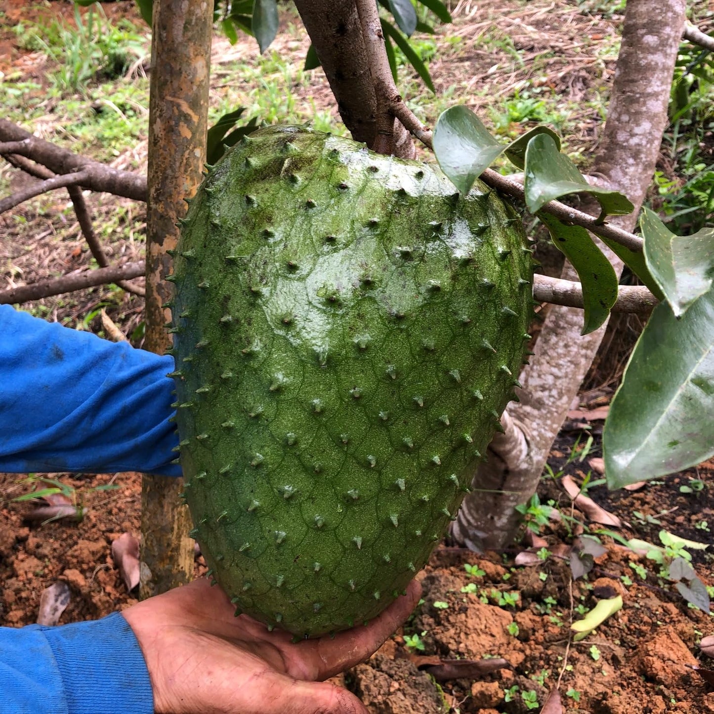 Soursop Tree (ANNONA MURICATA) Tropical Live Fruit Tree 12″-24″