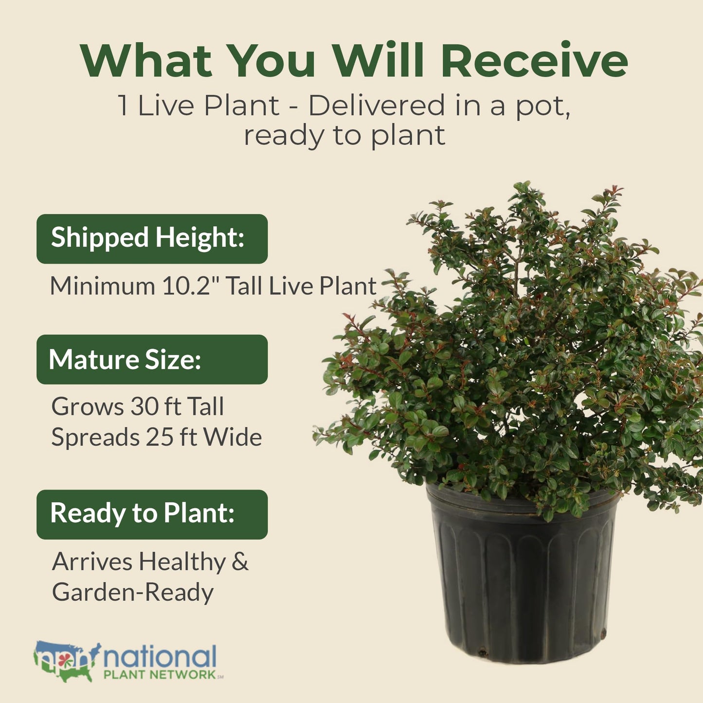Crape Myrtle Natchez Shrub with White Flowers - Summer Blooming Flowering Trees in 3 Gal Pot - Grows Upto 12-16' x 6-8' - Low Maintenance Shrubs (1 Count)