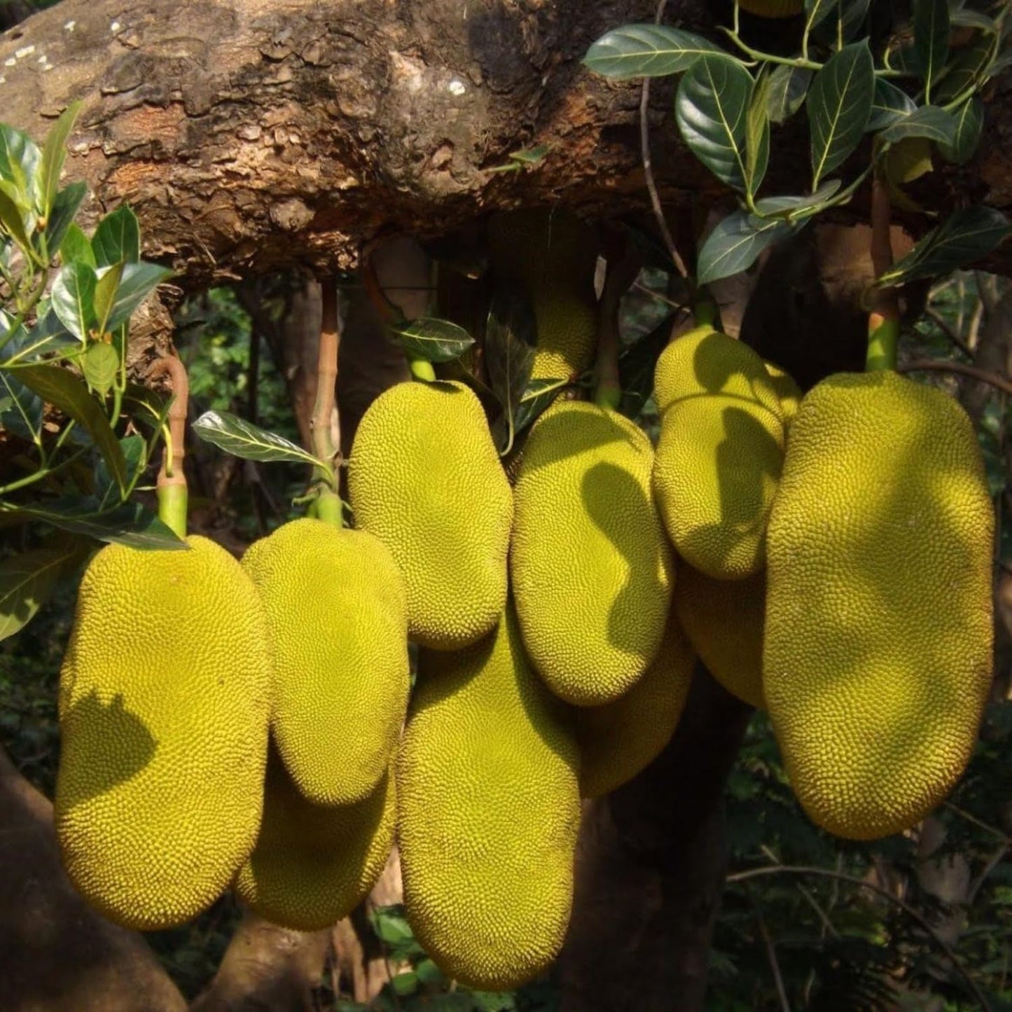 Jackfruit Tree Live Plant, 6-10 Inch Tall Jackfruit Tree in 4 Inch Pot, Hardy Tropical Fruit Trees Starter Plant Potted for Outdoors Garden