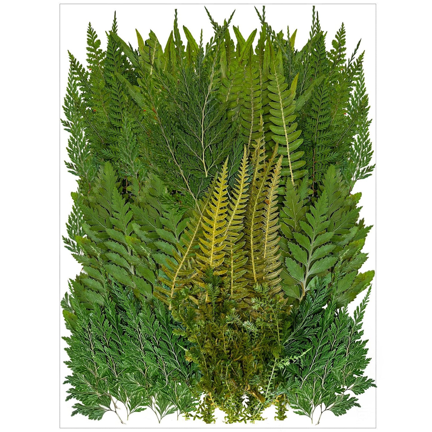 80 Pcs Green Ferns Dried Pressed Flowers Bulk for Crafts, Natural Leaves Greenery for Resin Art, Candle Making, DIY Decoration, Floral Supplies