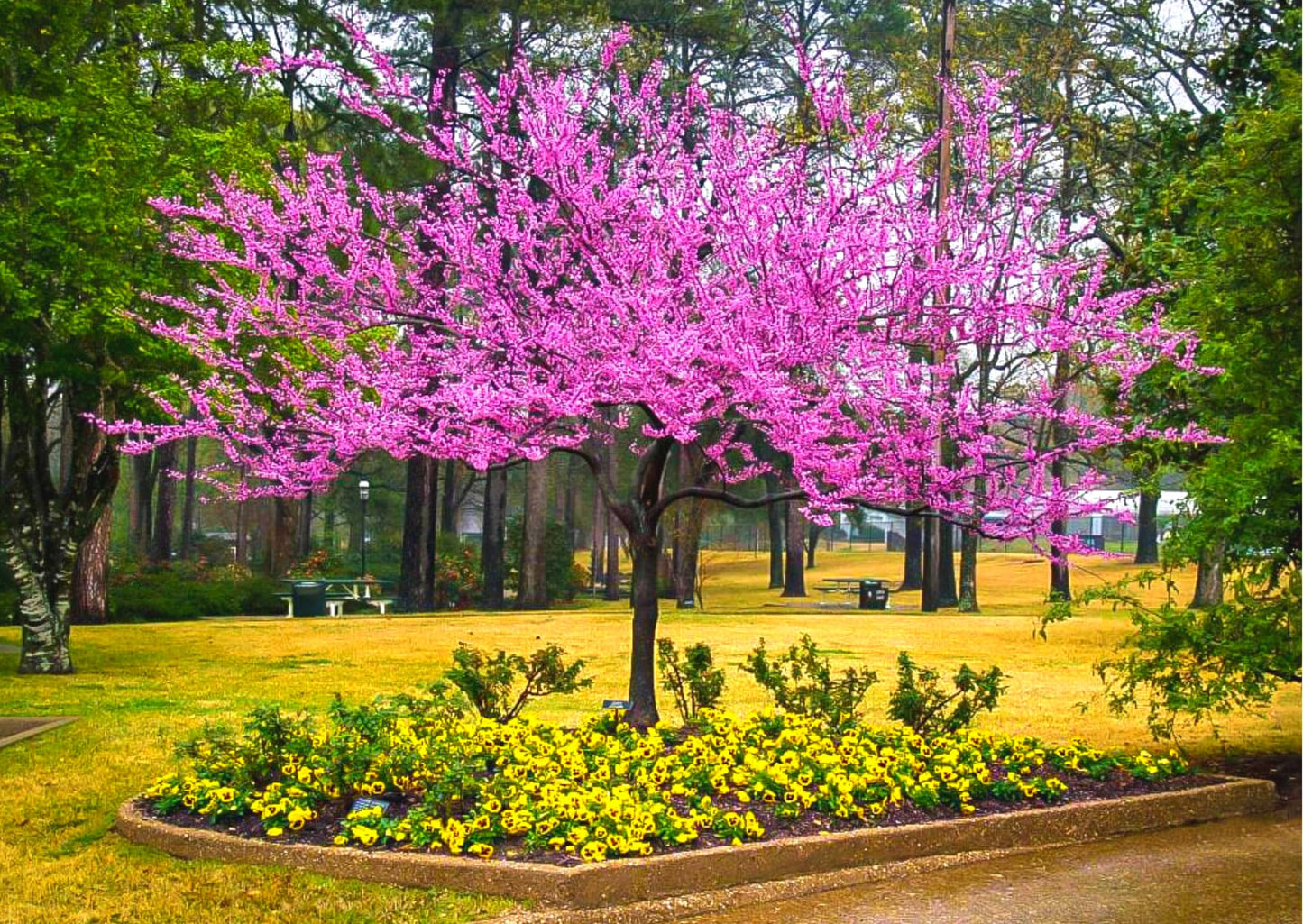 02 Eastern Red Bud Trees Live Plants, 6-12" in Tall for Spring Planting, Redbud Tree Live Zones 5-9