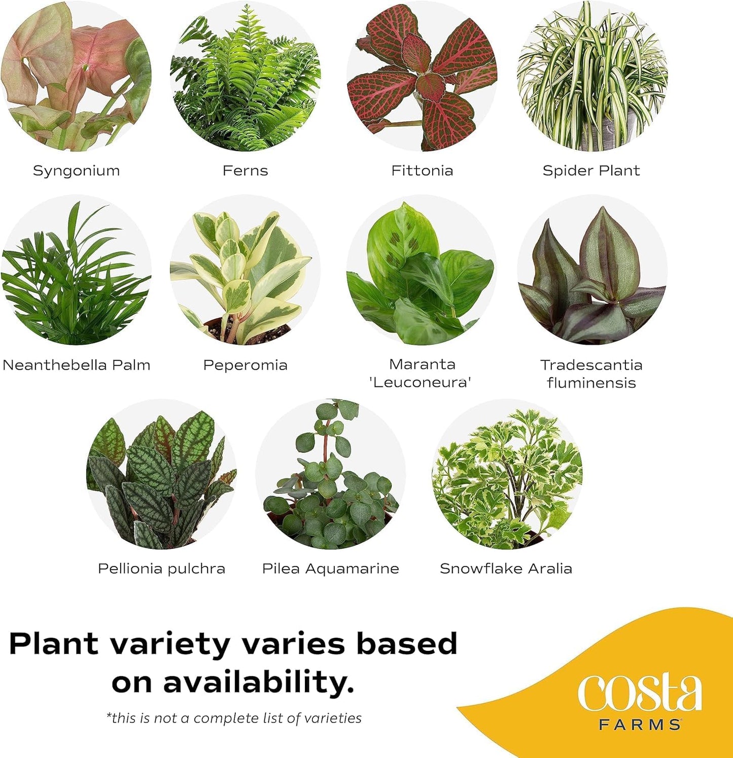 Costa Farms Live Indoor House Plants (4-Pack), Hand Selected Easy to Maintain Indoor Assorted Houseplants, Curated Air Purifying Mix, Low Light, Home Office Decor Plant Gift