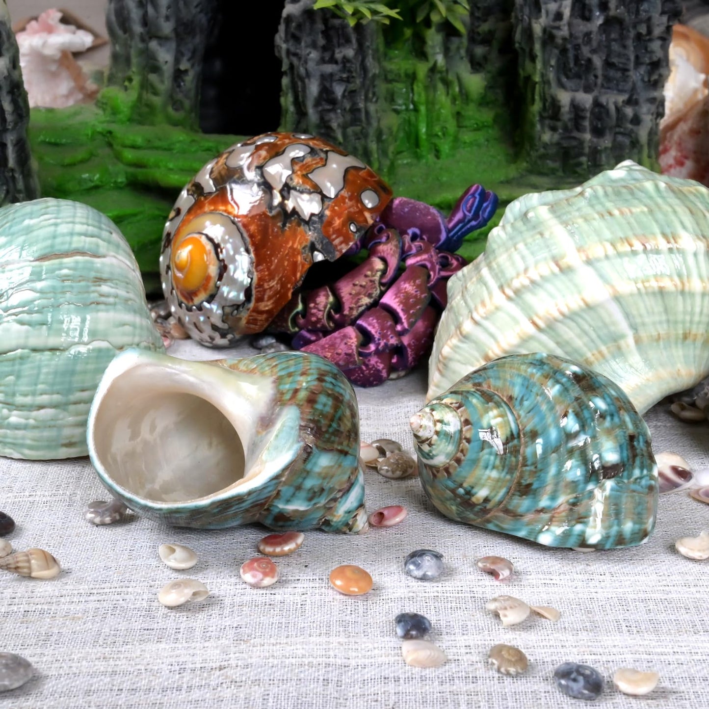 2pcs Medium Hermit Crab Shells, M Size Opening 1", Natural Sea Conch, Turbo Seashells for Hermit Crab Supplies and Beach Aquarium Decoration Sea Shell (2pcs Green, M)