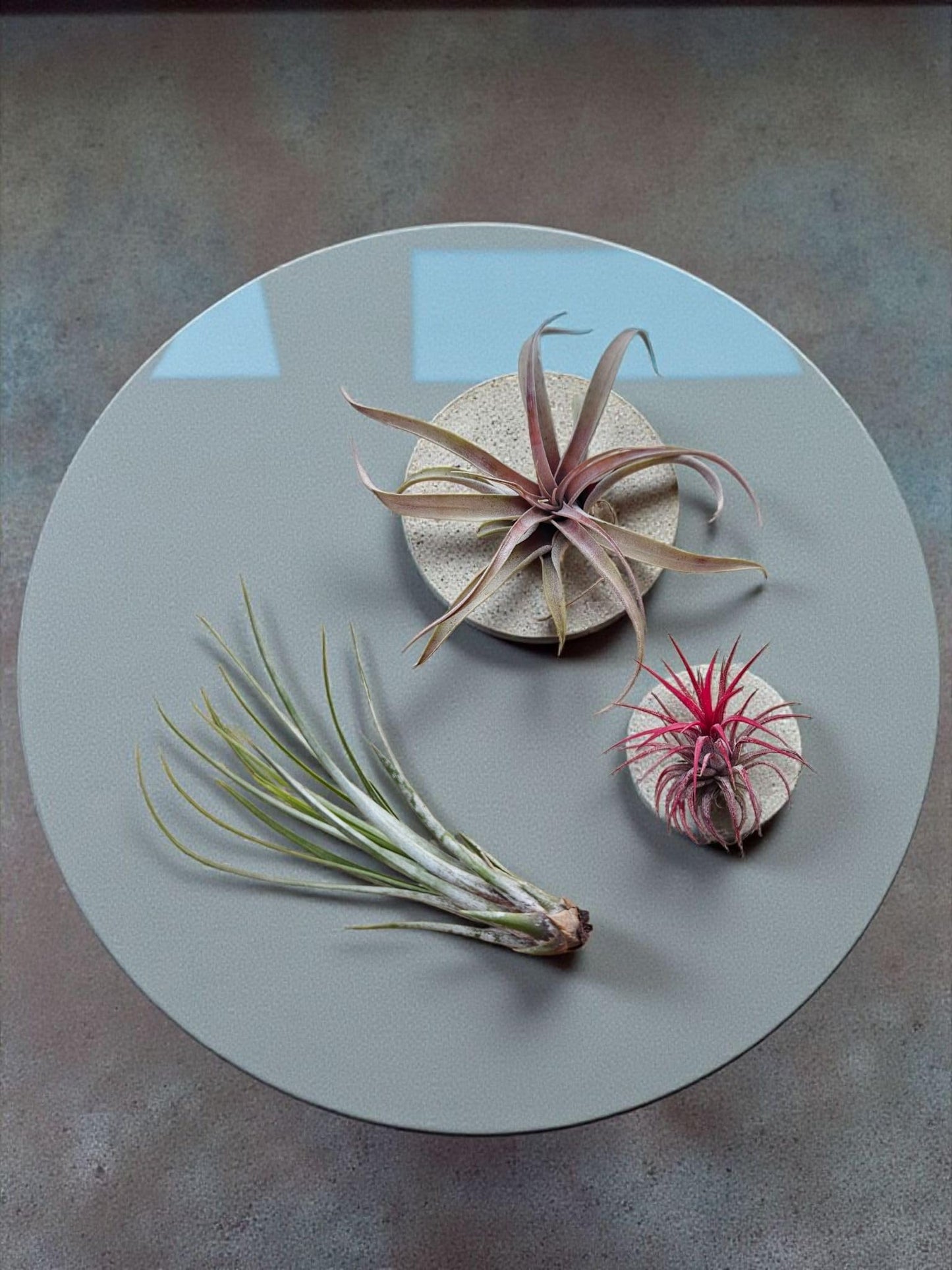 It Blooms Rainforest Grown 10 Pack Assorted Air Plants - Live Tillandsia - Easy Care House Plants -