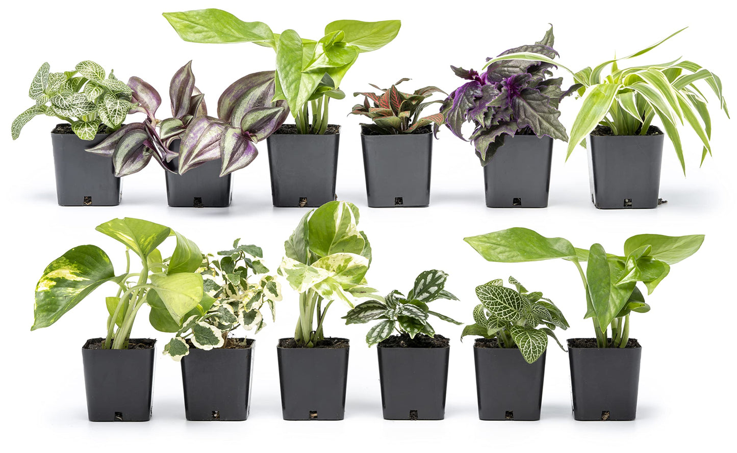 Altman Plants and Easy to Grow Live Indoor Houseplants Bundle (18 Plants)