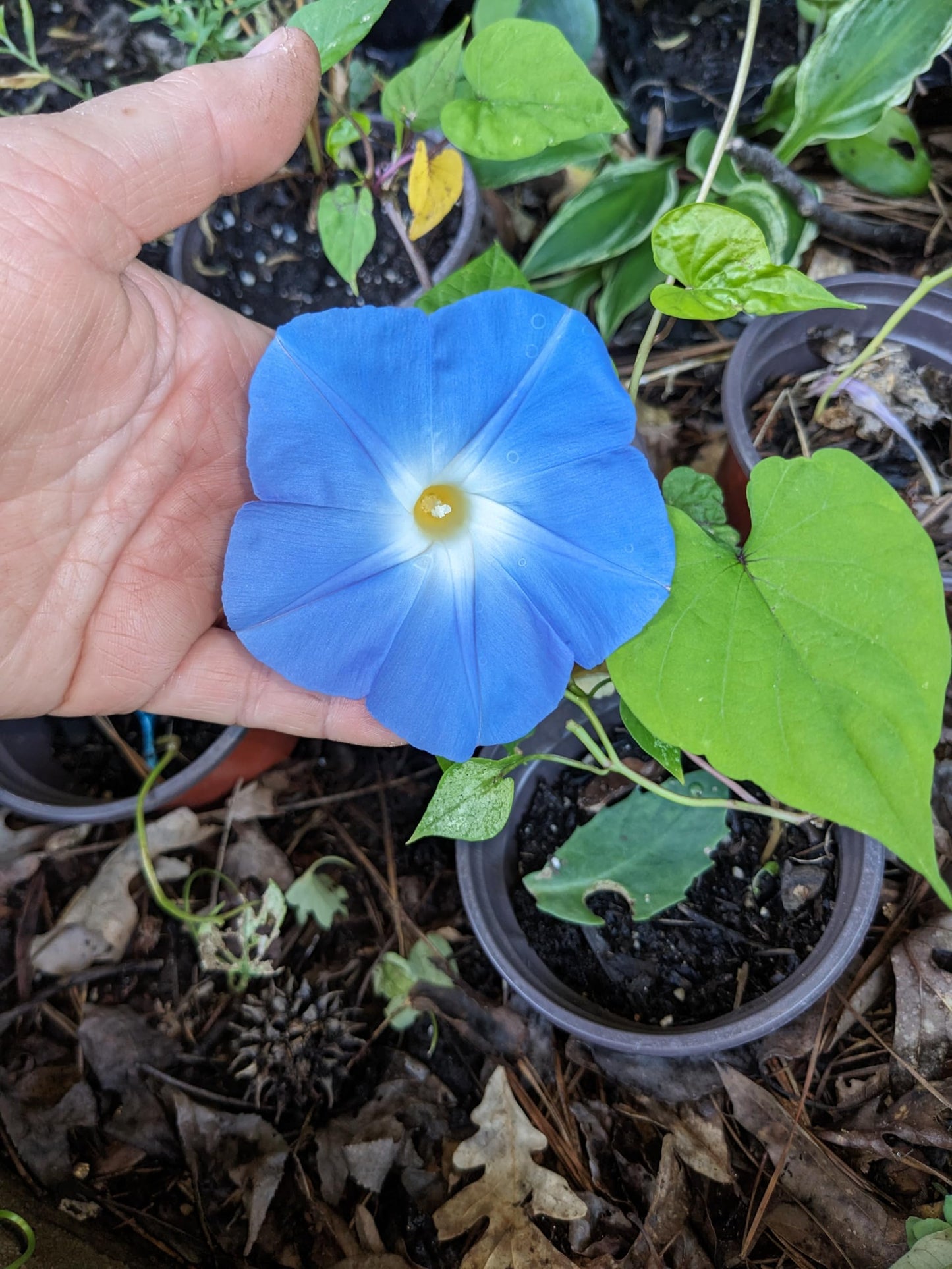 Pack of 4 - Live Starter Vines, Heavenly Blue Morning Glory Live Plants