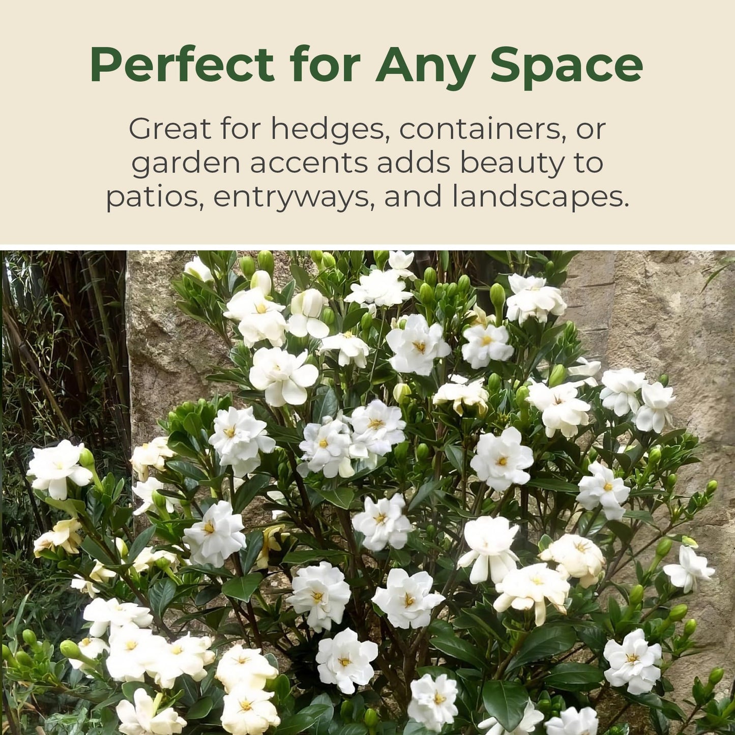 Buttons Gardenia Shrub - Live Fragrant Shrub with White Double Blooms in 2.25 gal Pot - Grows Up to 2' Tall - Ideal for Gardens, Patios & Indoor Use (1 Pack)