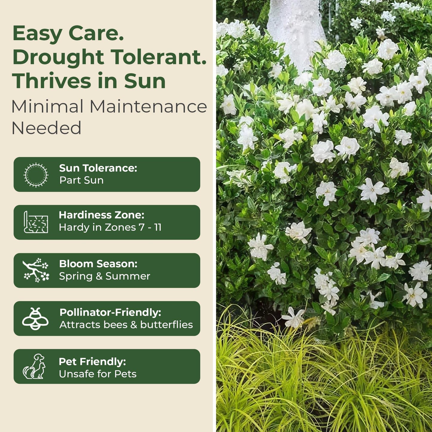 Jubilation Shrub Gardenia Plant - Live Fragrant Plant with White Double Blooms in 2 gal Pot - Grows Up to 3-4' Tall - Ideal for Gardens, Patios & Indoor Use (1 Pack)