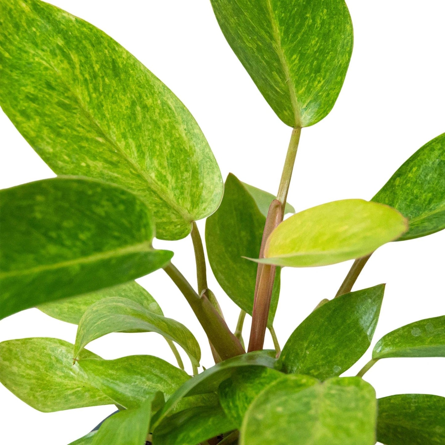 Philodendron 'Painted Lady' | Live Plant for Indoor & Outdoor | for Living Room, Office, Bathroom | (6" Pot)