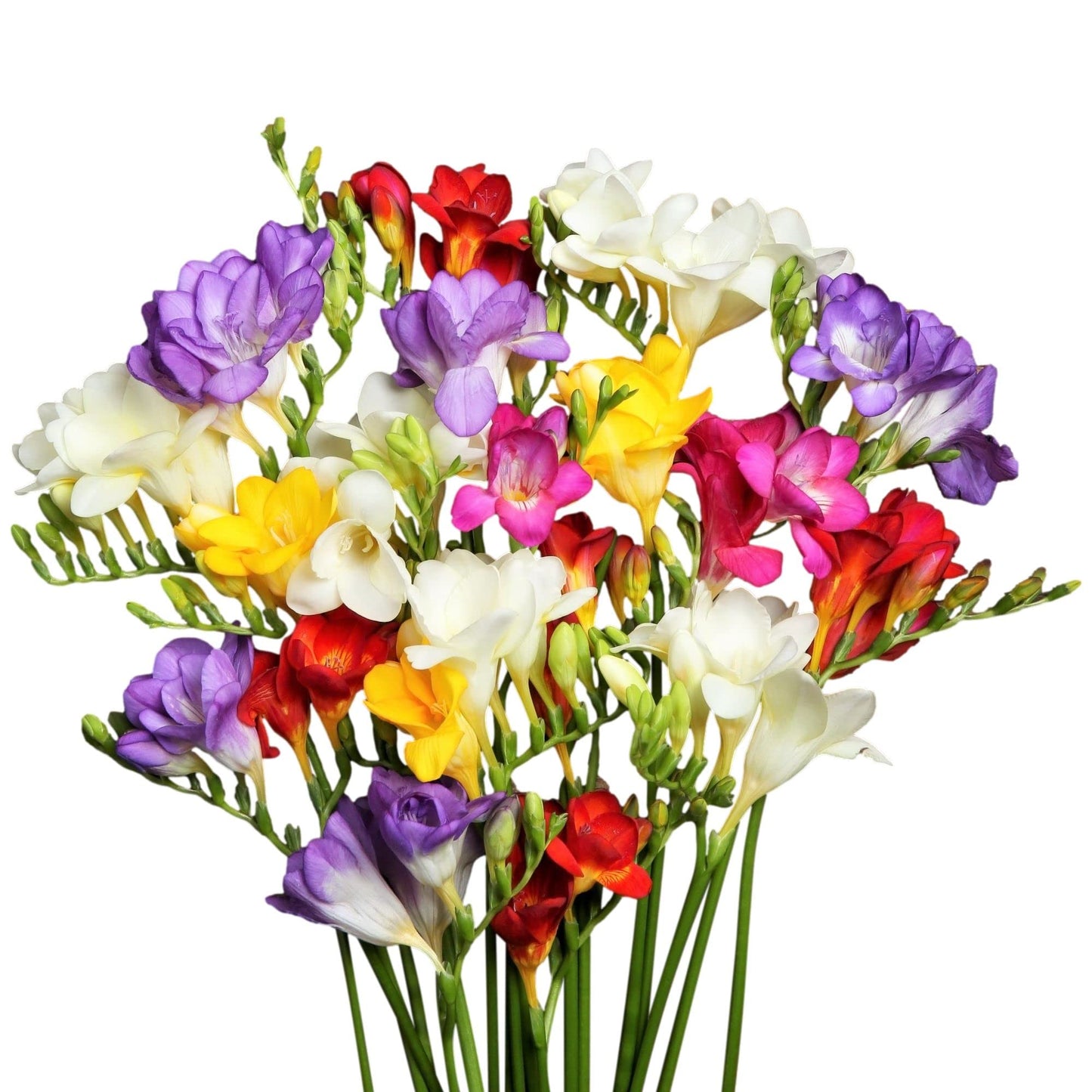Easy to Grow Freesia Double Mix Pack of 15 Flower Bulbs - Spring Fragrant Assorted Blooms in Sun, Great for Cutting