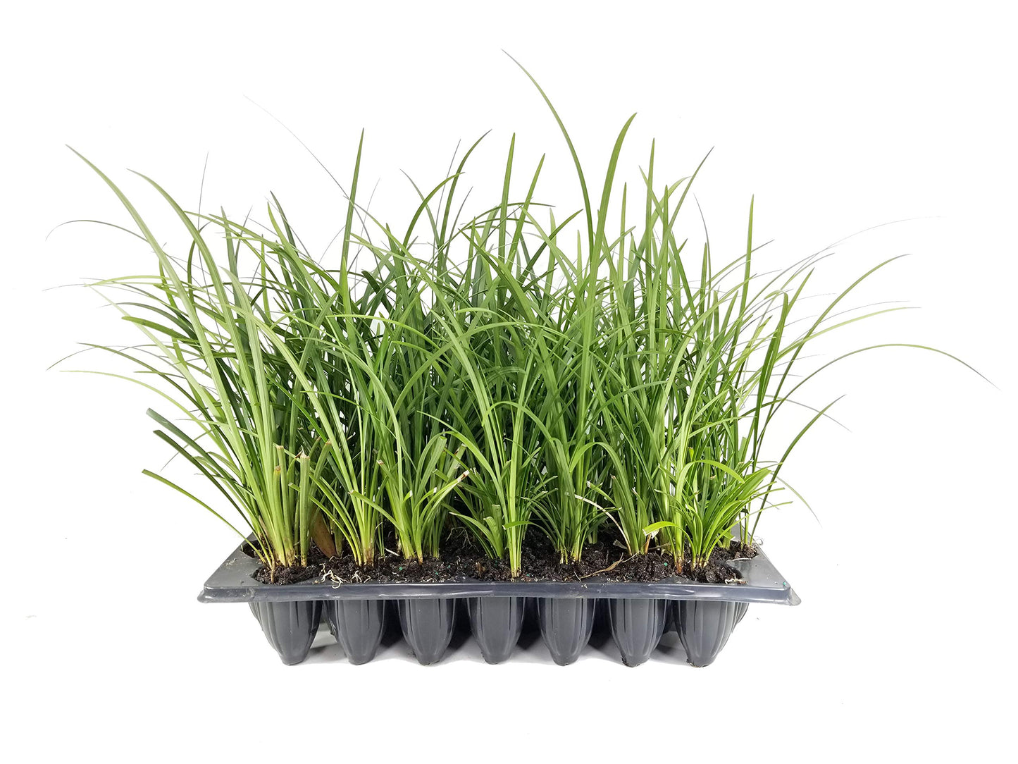 Evergreen Giant Liriope Muscari - 10 Live Plants - Drought Tolerant Low Maintenance Evergreen Groundcover Grass